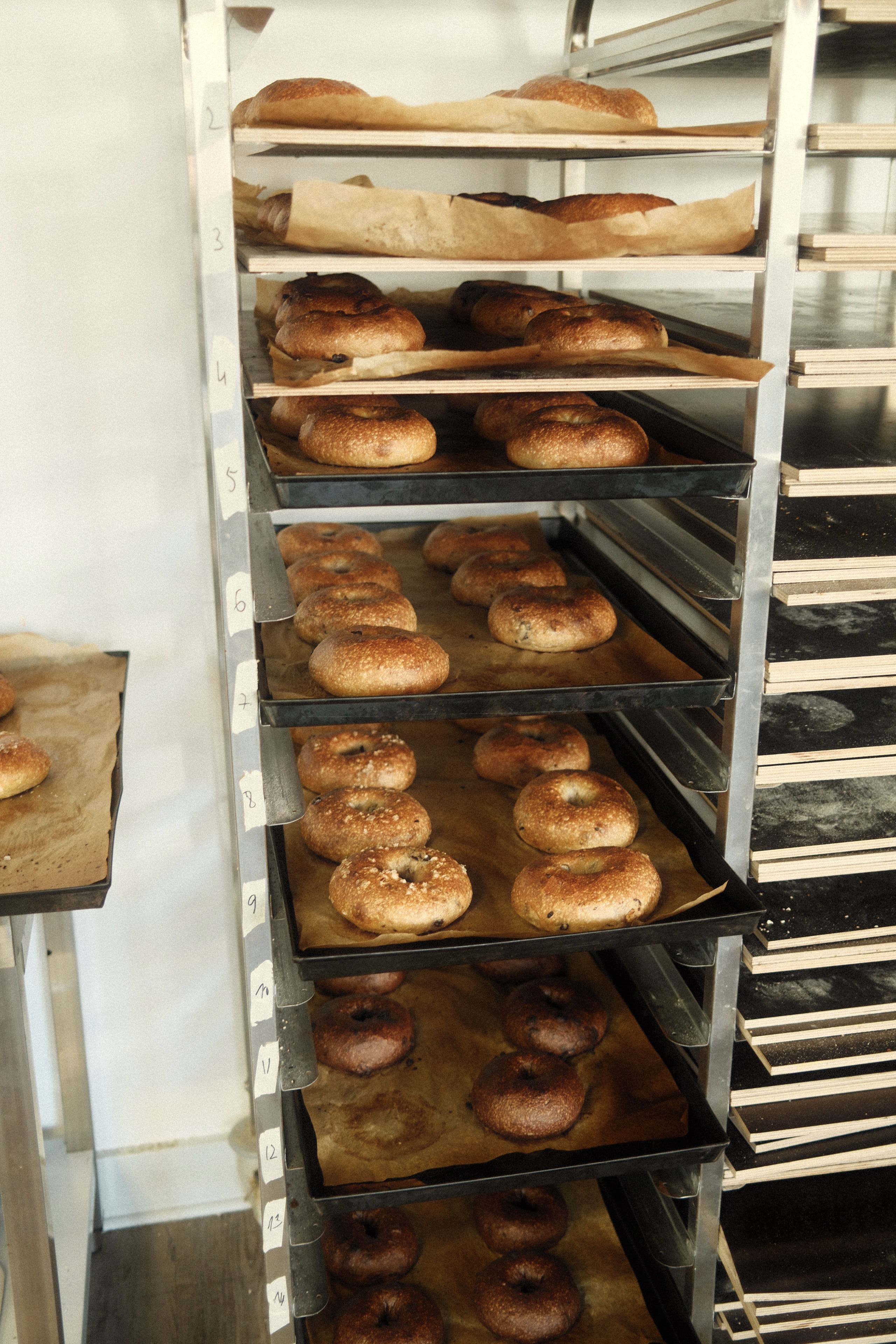 Freshly baked bagels stacked on trays.