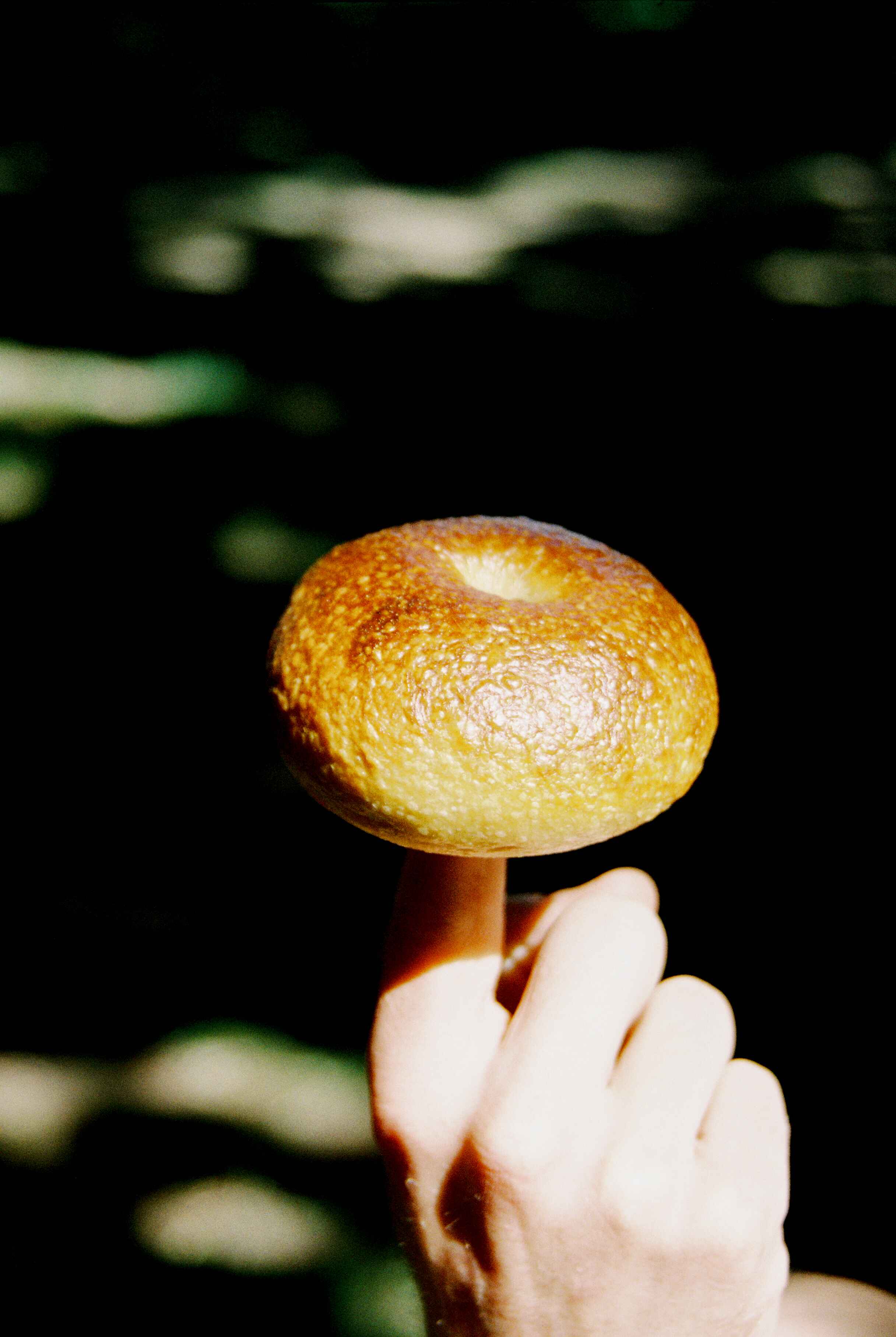 Photo of a freshly baked bagel in sunlight. 