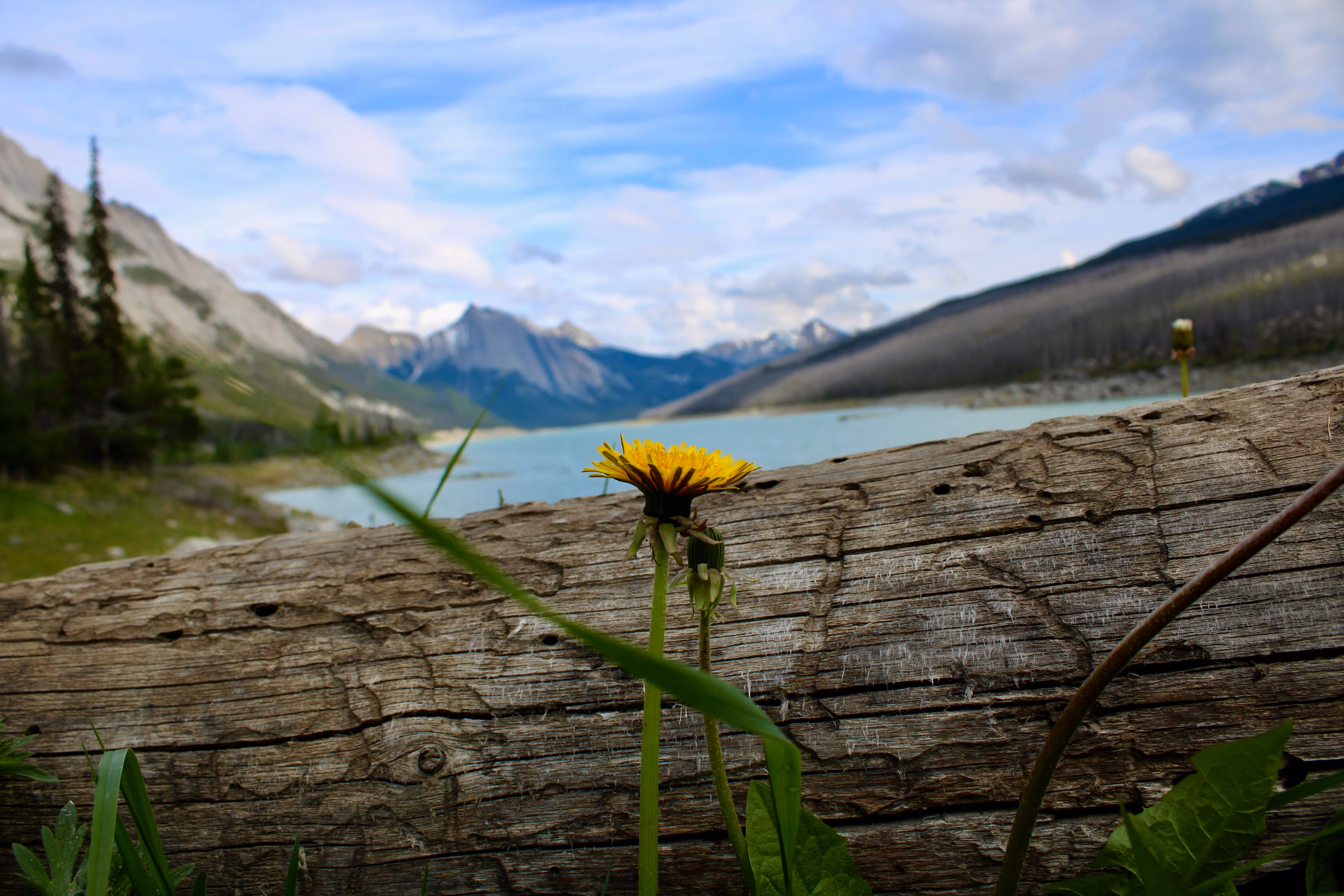 A single yellow dandelion blooming on weathered wood by a calm mountain lake
