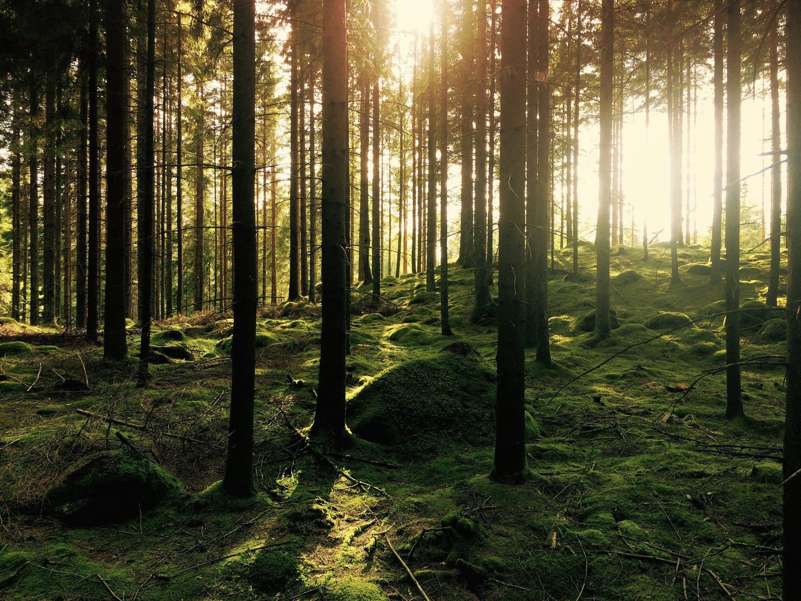 Sunlight streaming through a mossy evergreen forest with tall pine trunks