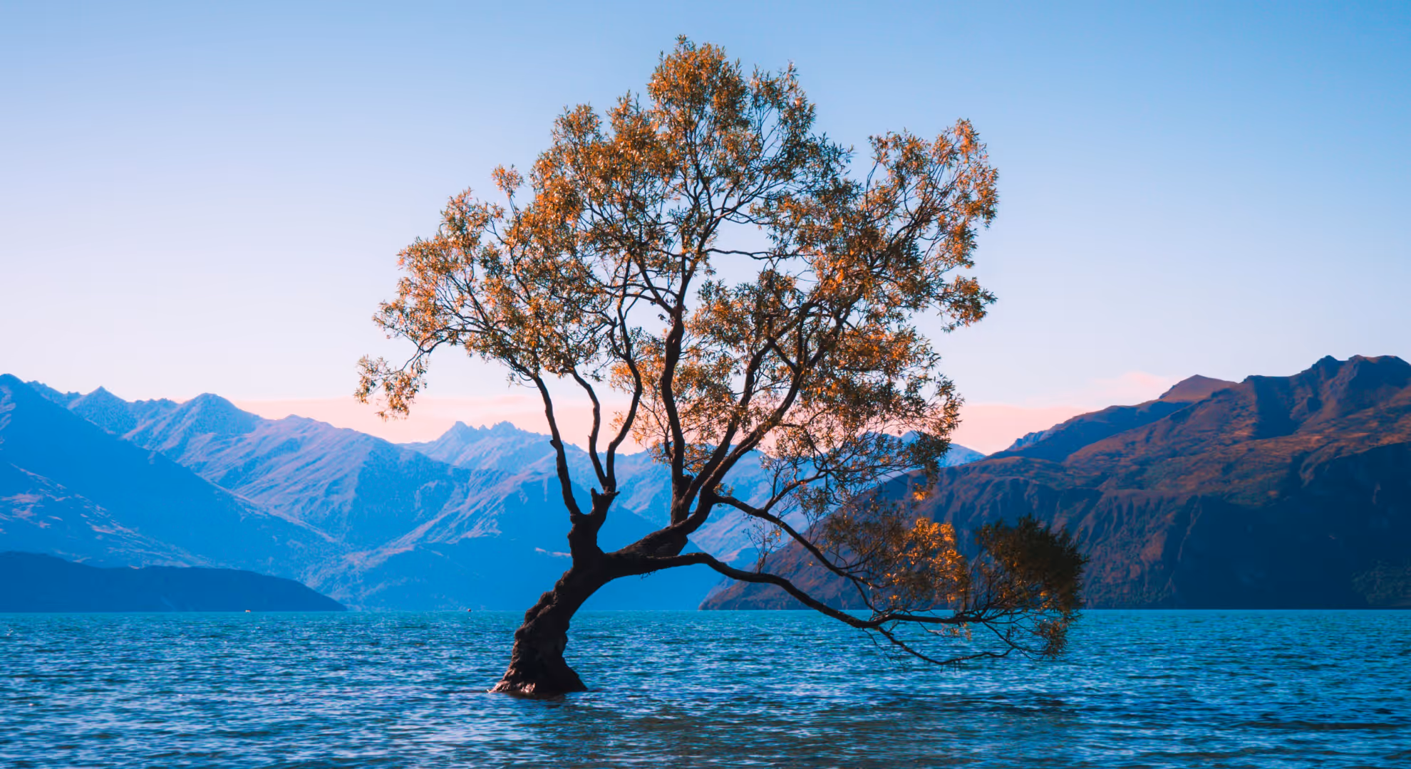A lone tree standing in a still lake at dusk with pink sky and mountains behind