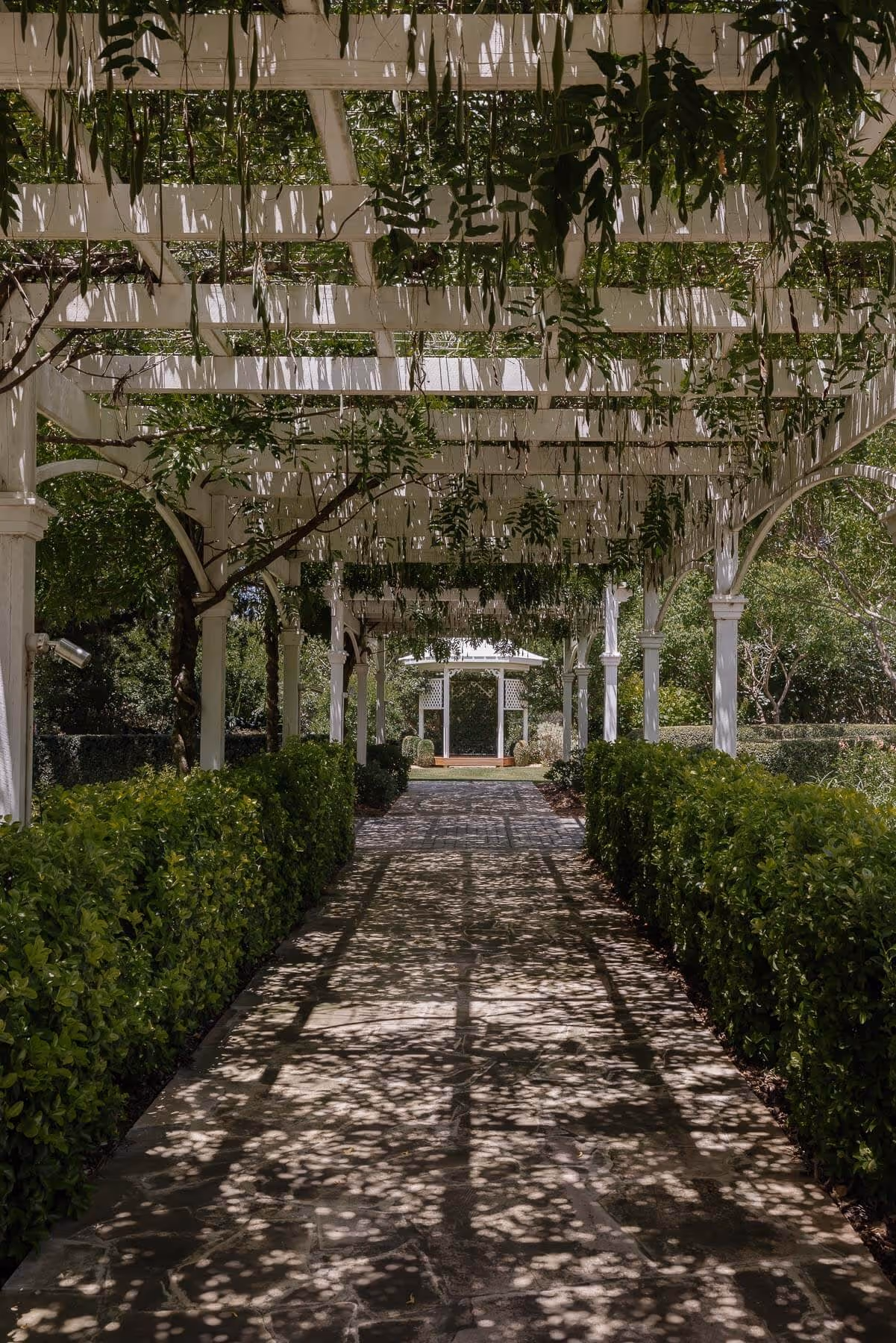 Wisteria in the garden