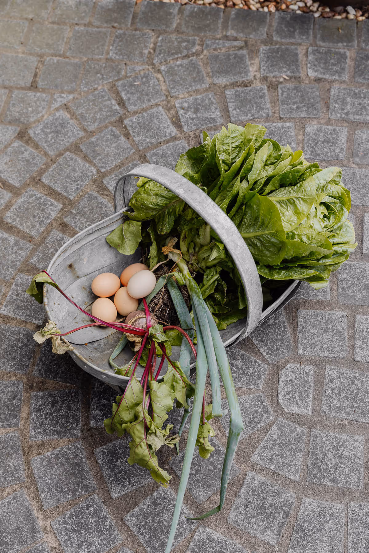 Vegetables picked at Braeside