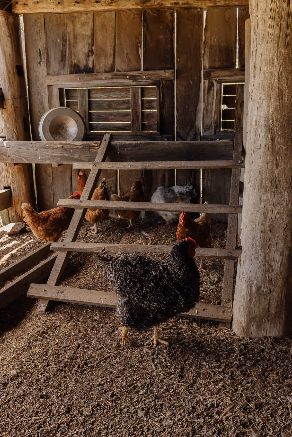 Chicken in the barn