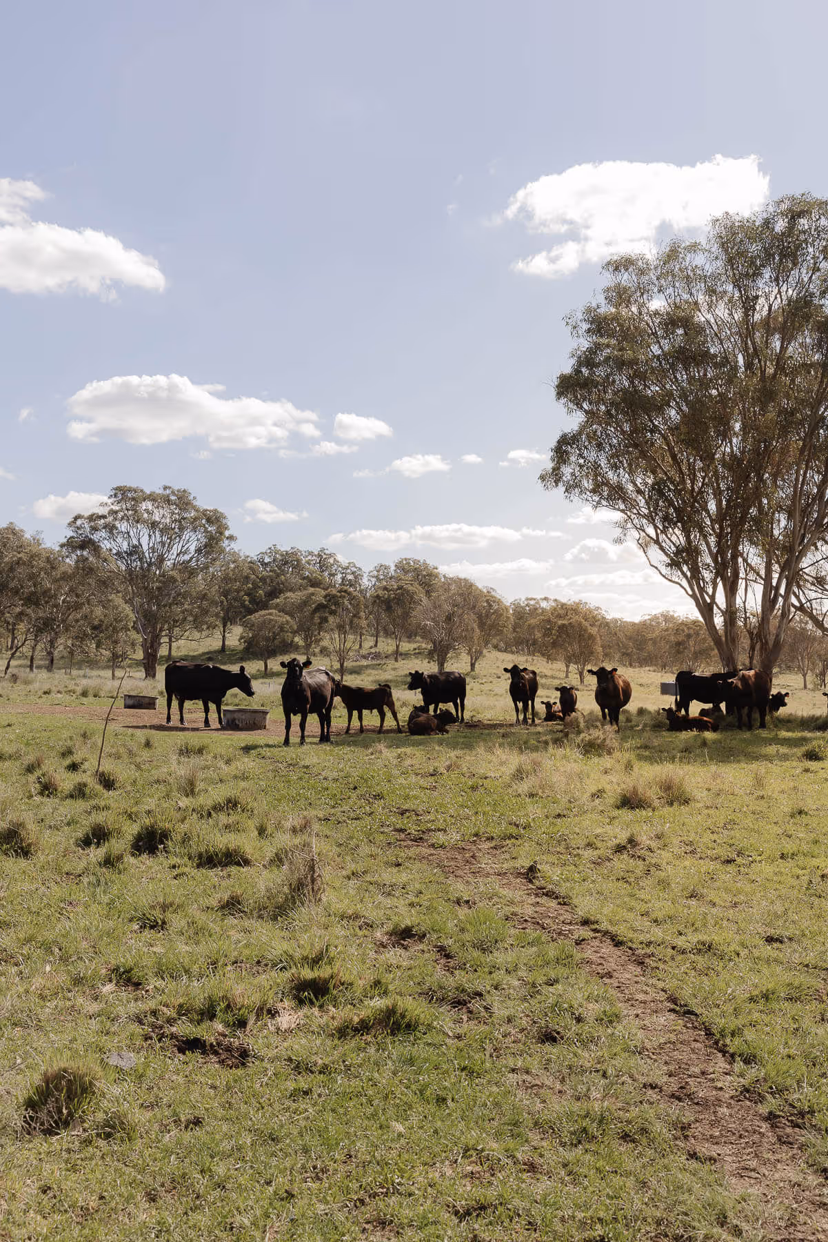 Cows at Braeside