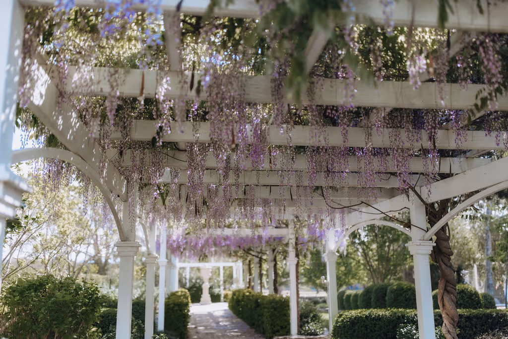 Wisteria at Braeside