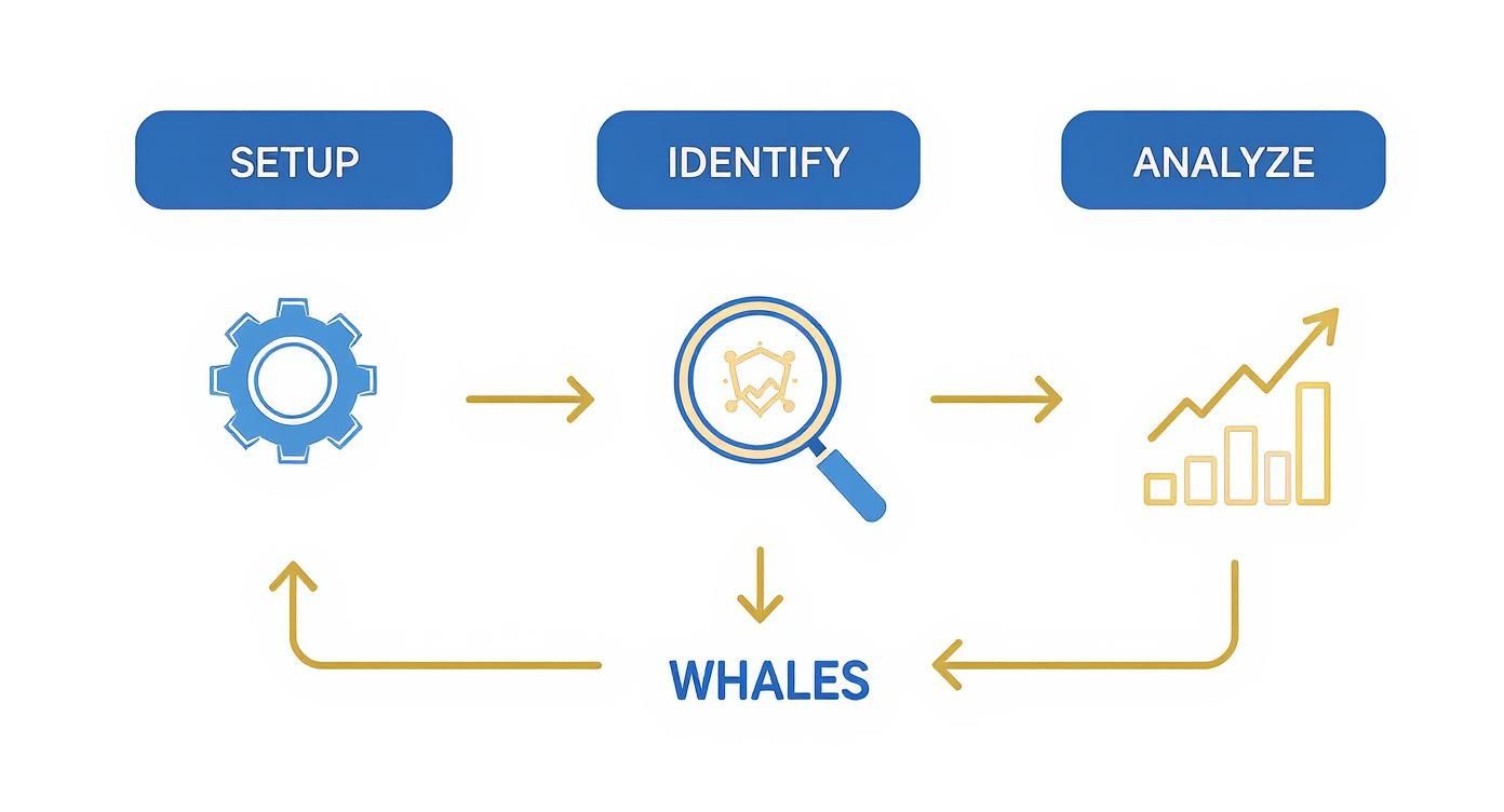 Infographic about the crypto whale tracker process, showing three steps: Setup, Identify, and Analyze, each with an icon.