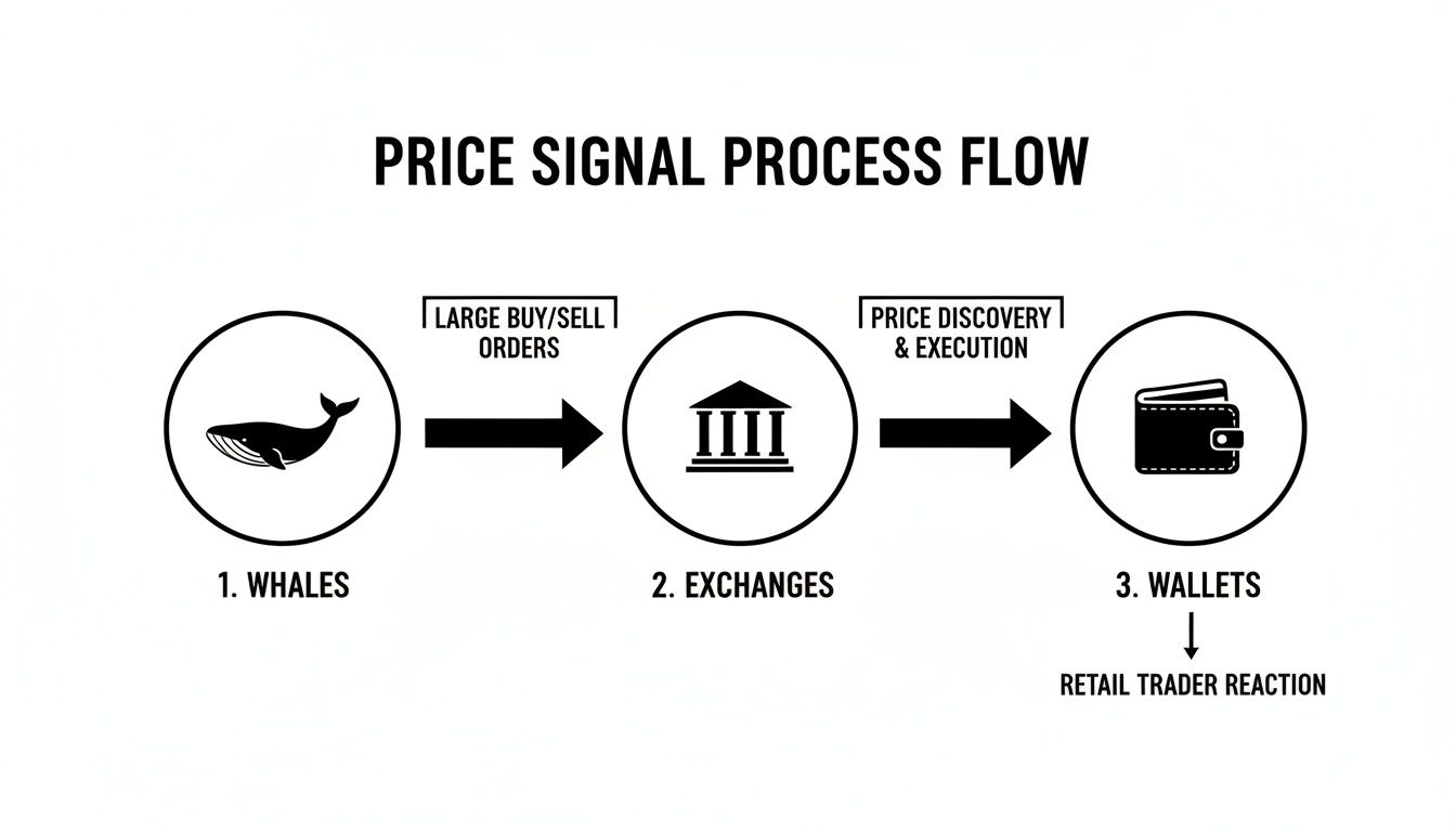 Flowchart showing the price signal process: whales' large orders, exchanges, wallets, and retail trader reaction.
