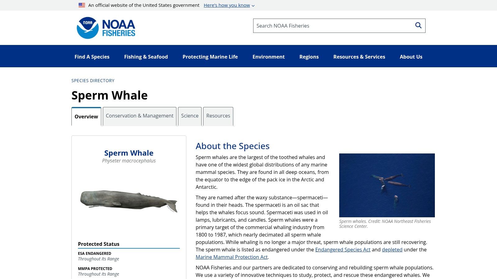 3. Sperm Whale (Physeter macrocephalus)