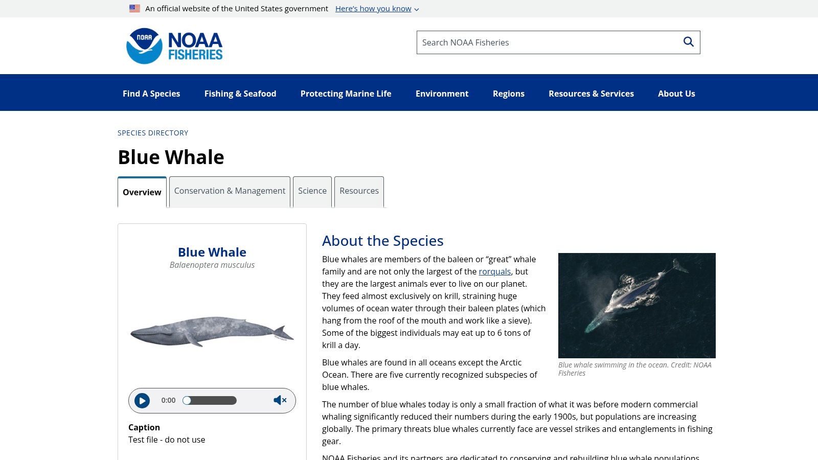 1. Blue Whale (Balaenoptera musculus)