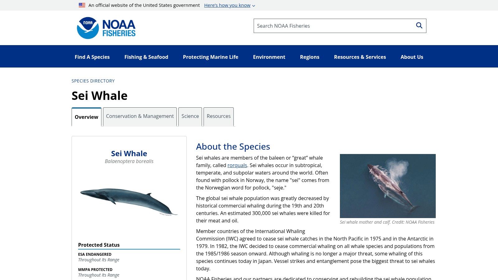 5. Bowhead Whale (Balaena mysticetus)