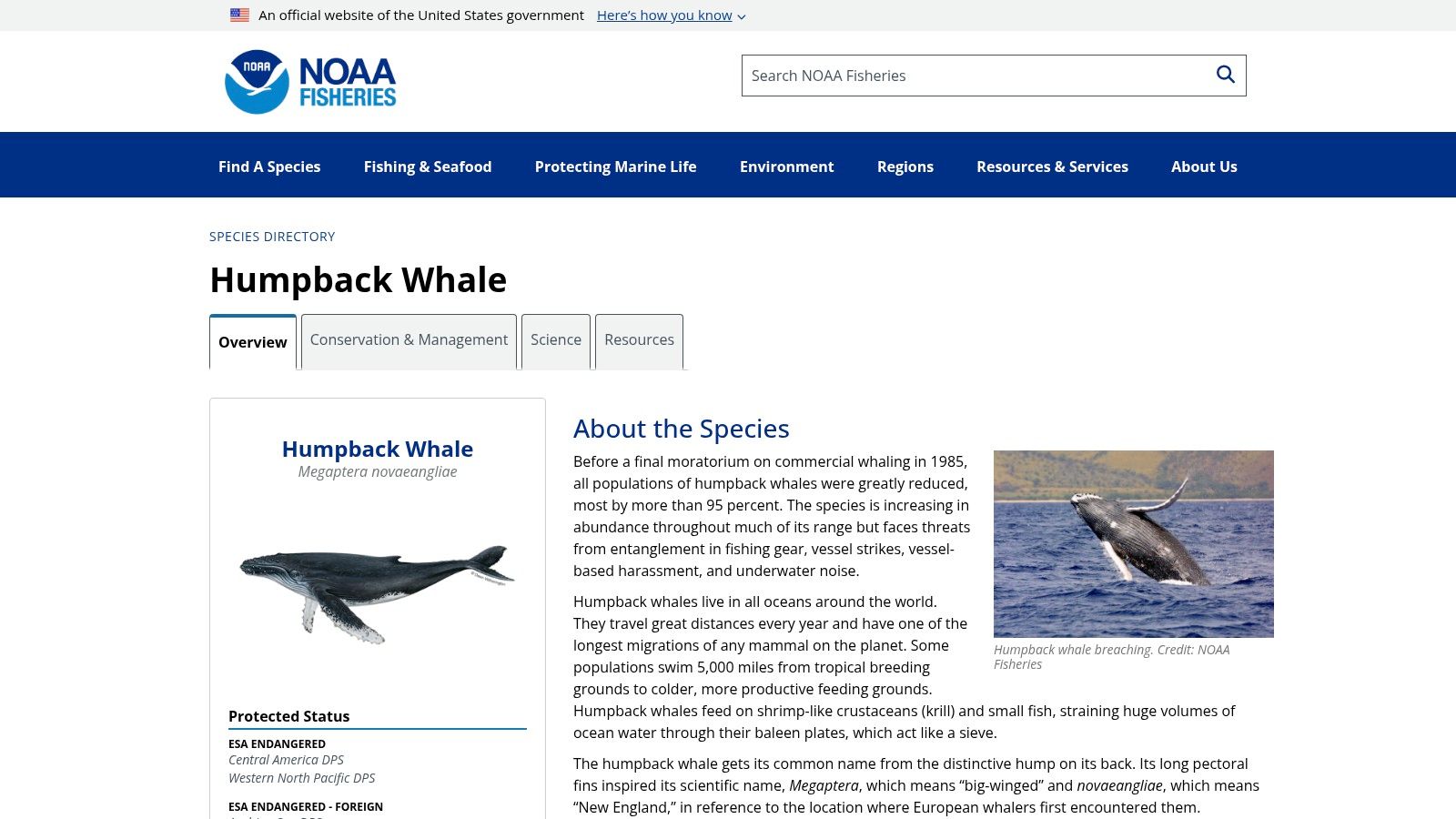 6. Humpback Whale (Megaptera novaeangliae)