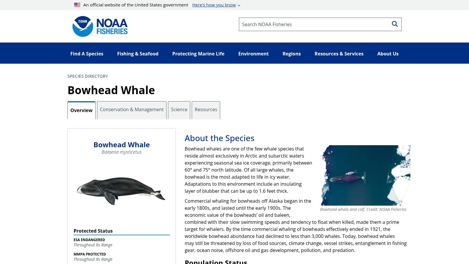 4. North Atlantic Right Whale (Eubalaena glacialis)