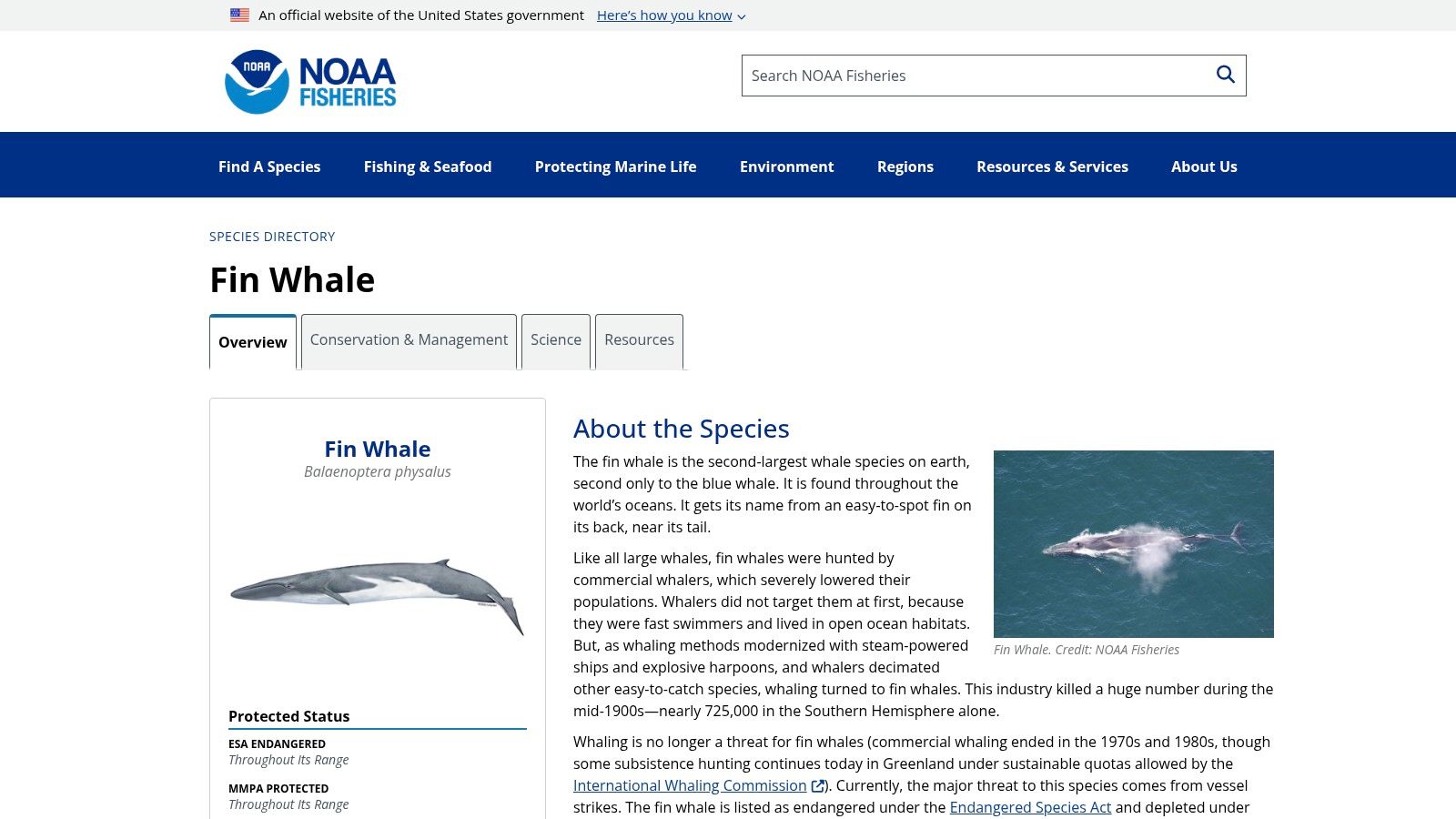 2. Fin Whale (Balaenoptera physalus)