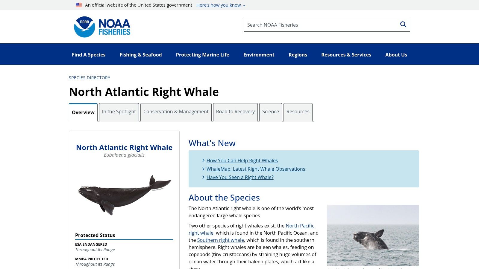 7. Sei Whale (Balaenoptera borealis)