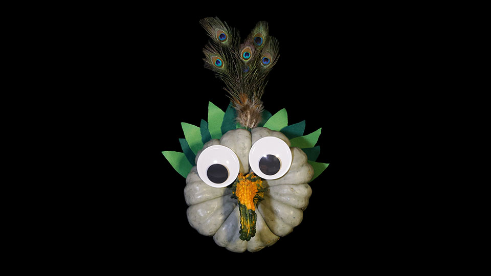 Peacock Kin