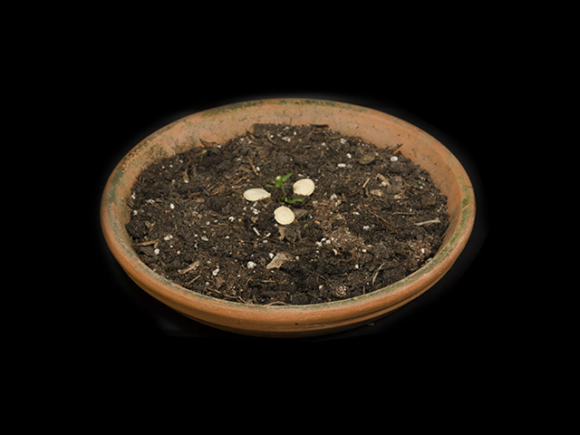 2017 Batcetera Winner