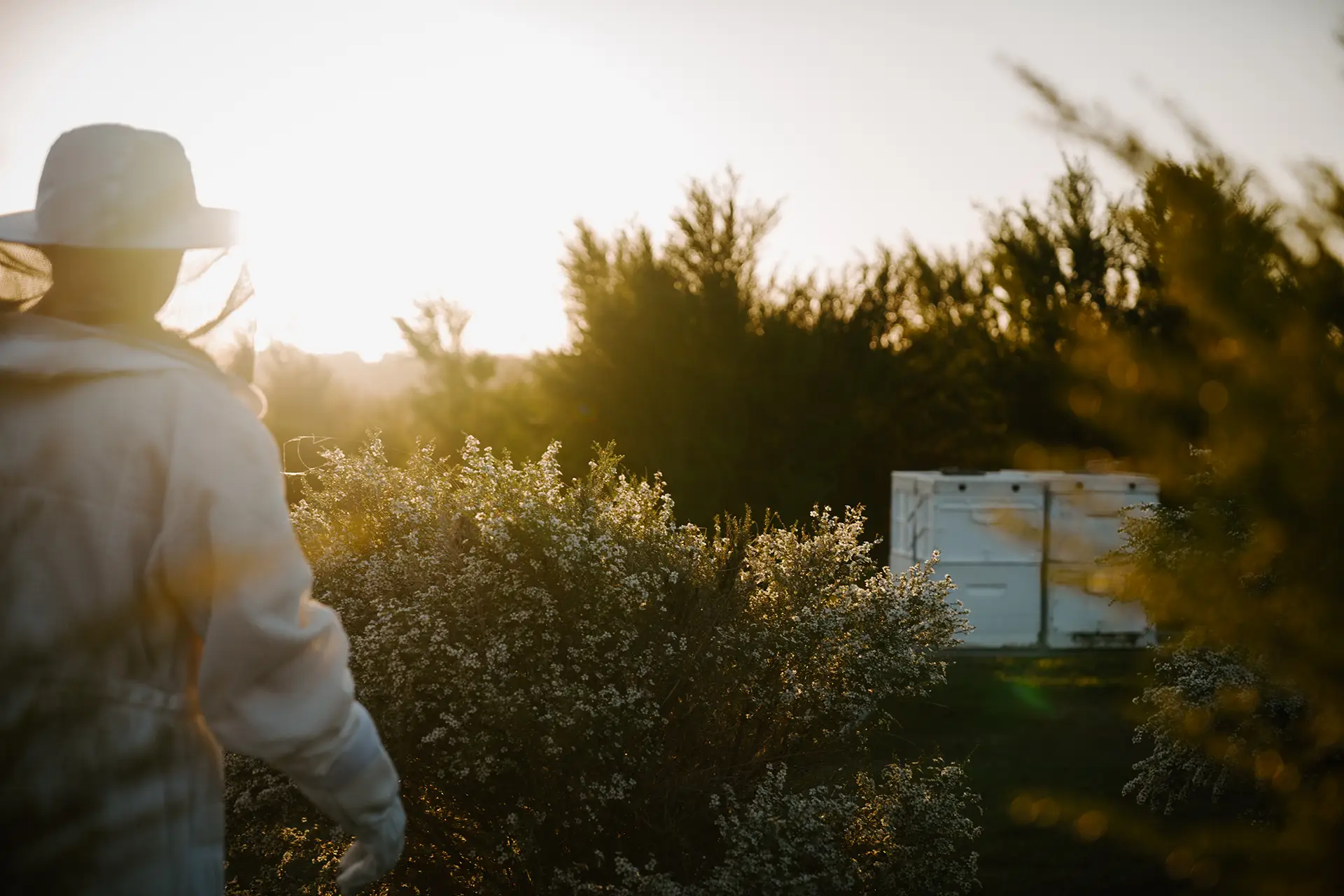 Beekeeper walking past Manuka tree on his way to hive sunset