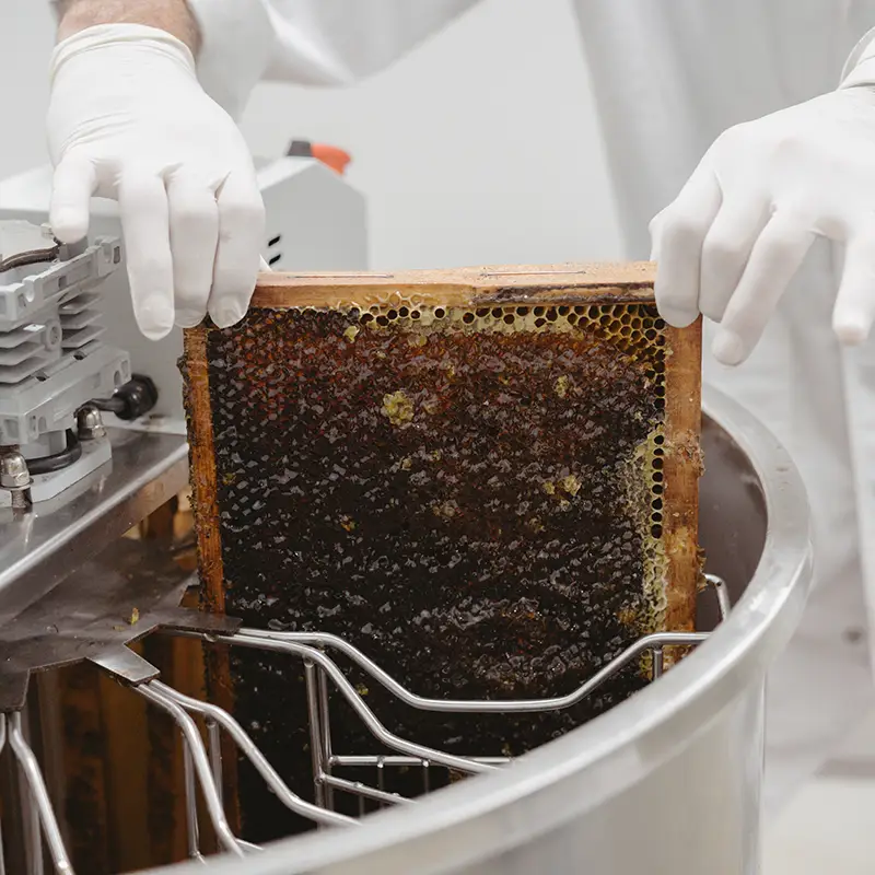 Manuka Honey capped frame inspected