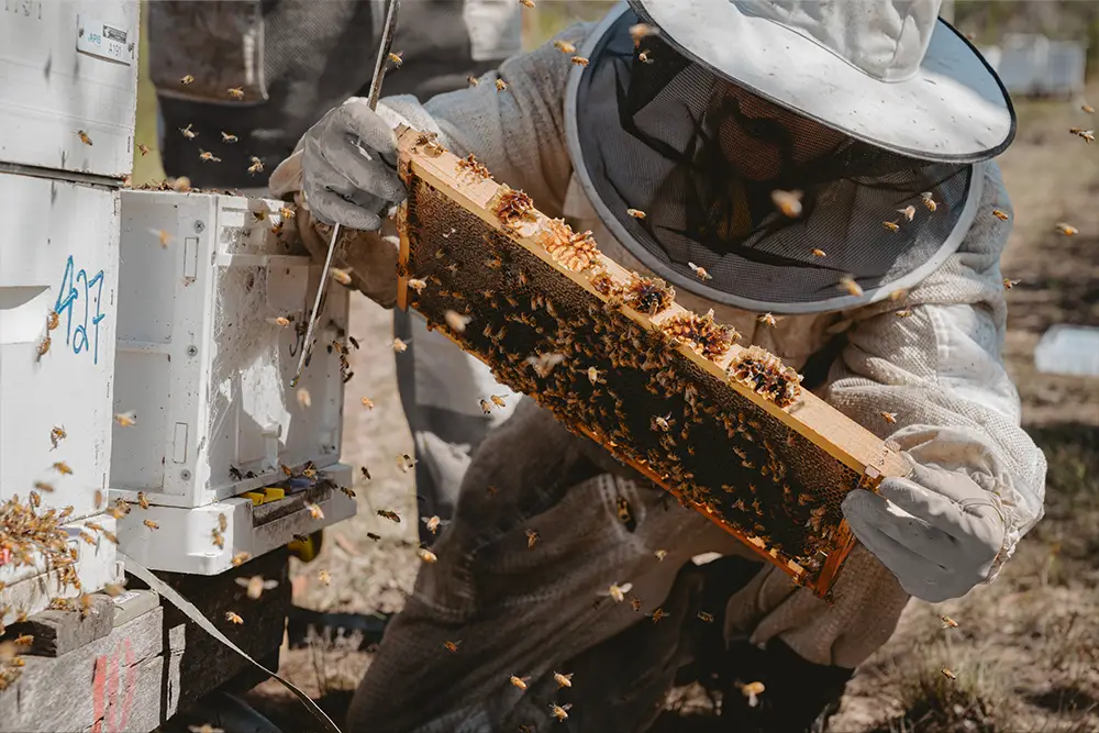 Beekeeper viewing Manuka Honey frame with bees flying around