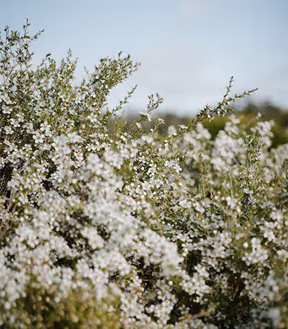 Manuka Honey capped frame inspected