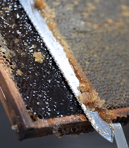 beekeeper capping honey plate