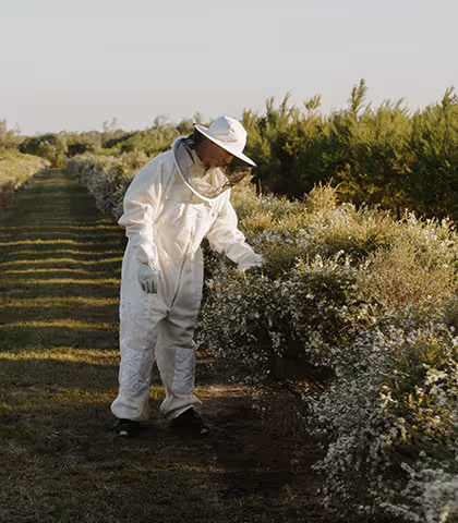 beekeeper inspects manuka honey trees