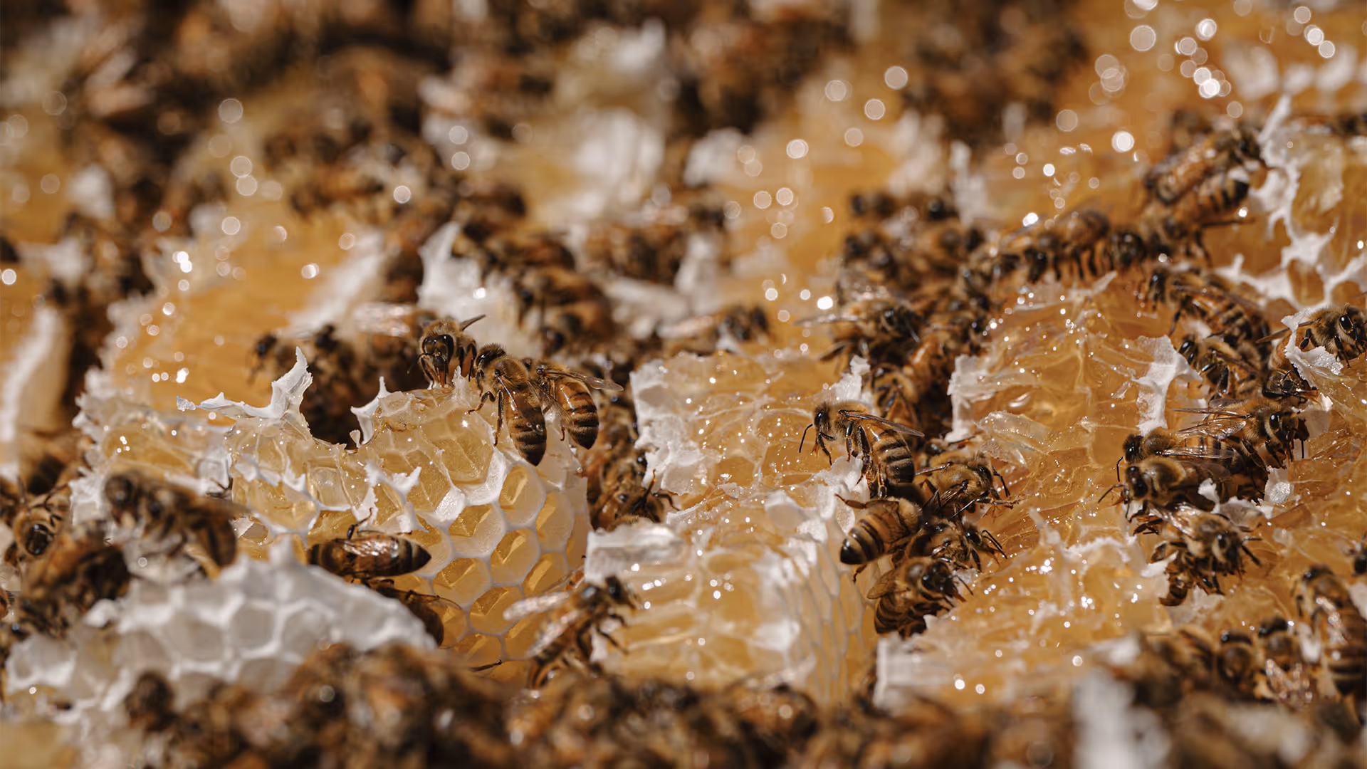bees producing manuka honey