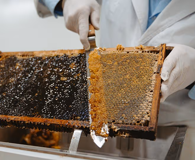 beekeeper harvesting honey