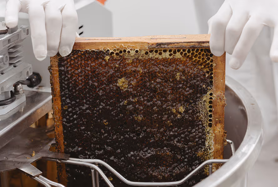 Beekeeper viewing Manuka Honey frame with bees flying around