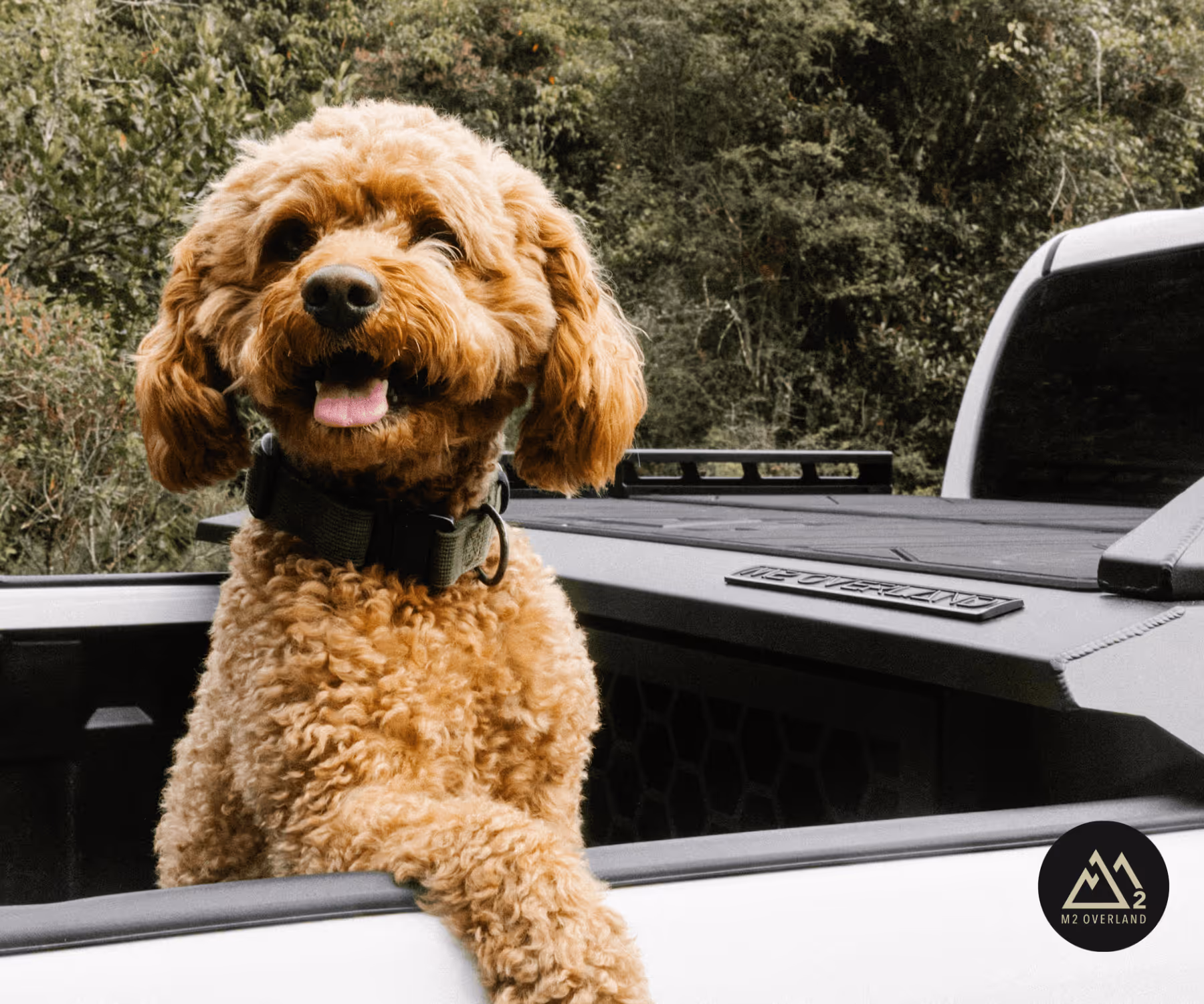 dog in ute half dog box system