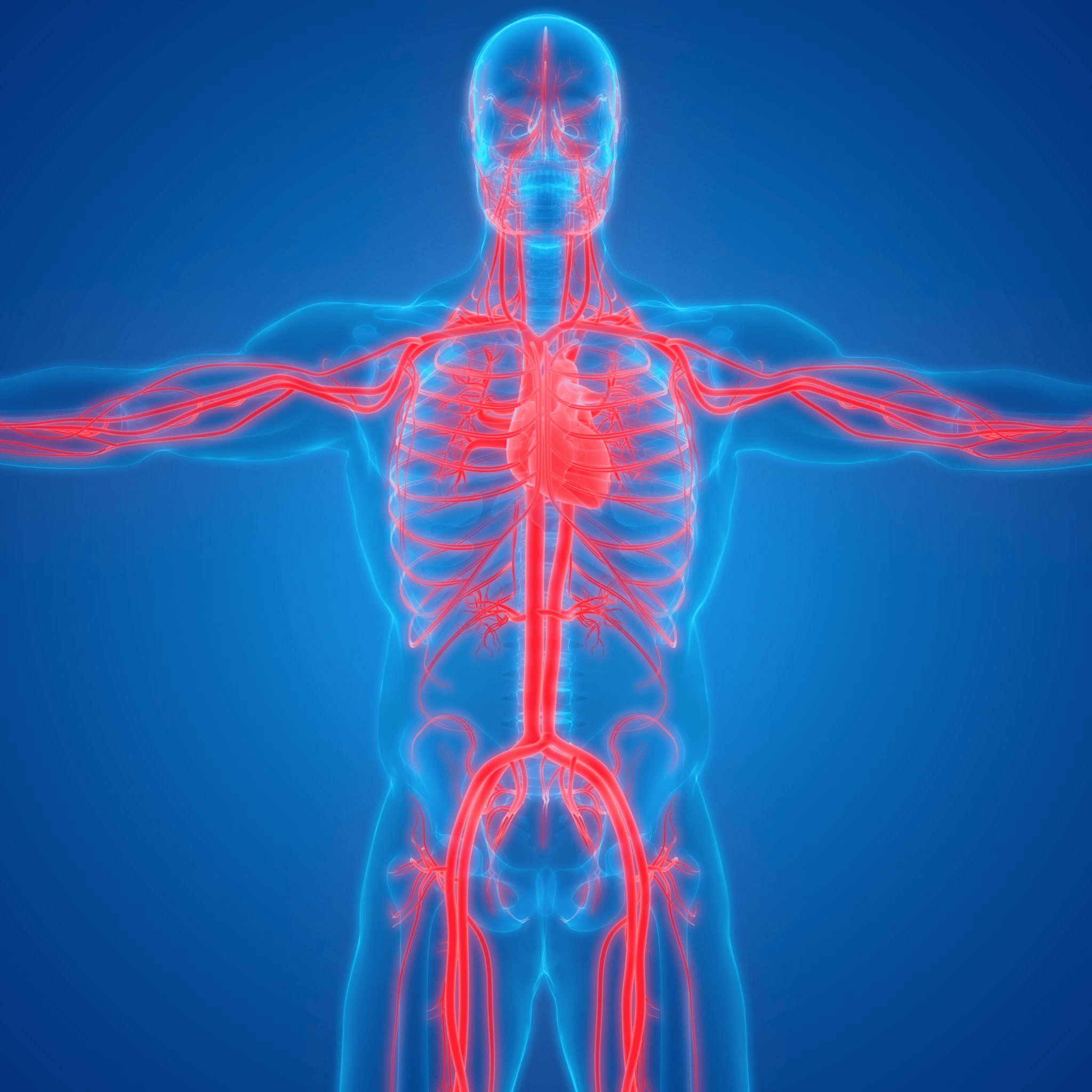 Learn how ABI and Pulse Wave Velocity testing assesses leg circulation, peripheral artery disease and arterial stiffness in Limassol, Cyprus.