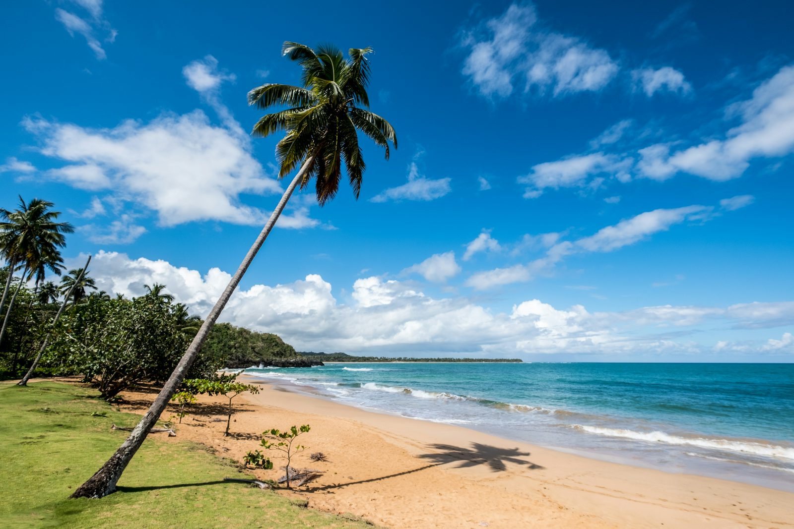 Palmboom aan een rustig strand met turquoise water op het schiereiland Samaná