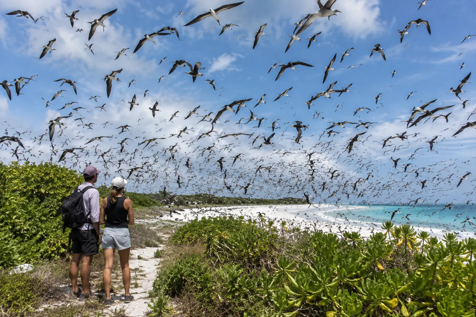 Zeevogels boven Bird Island in de Seychellen