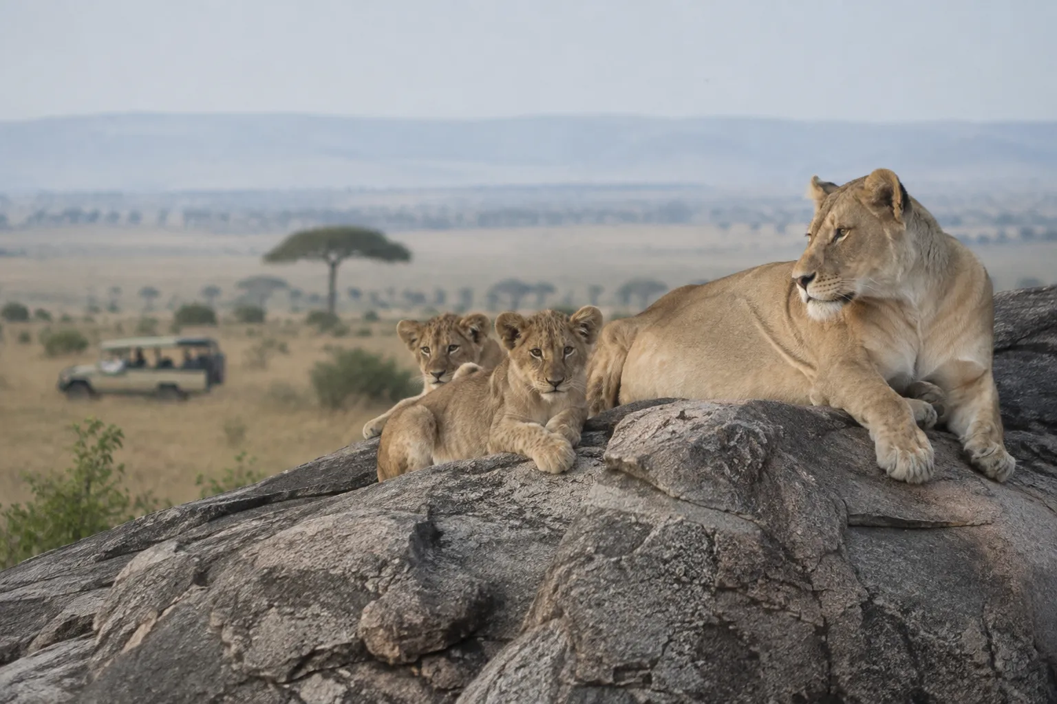 Leeuwin met welpen op een rots in de Serengeti
