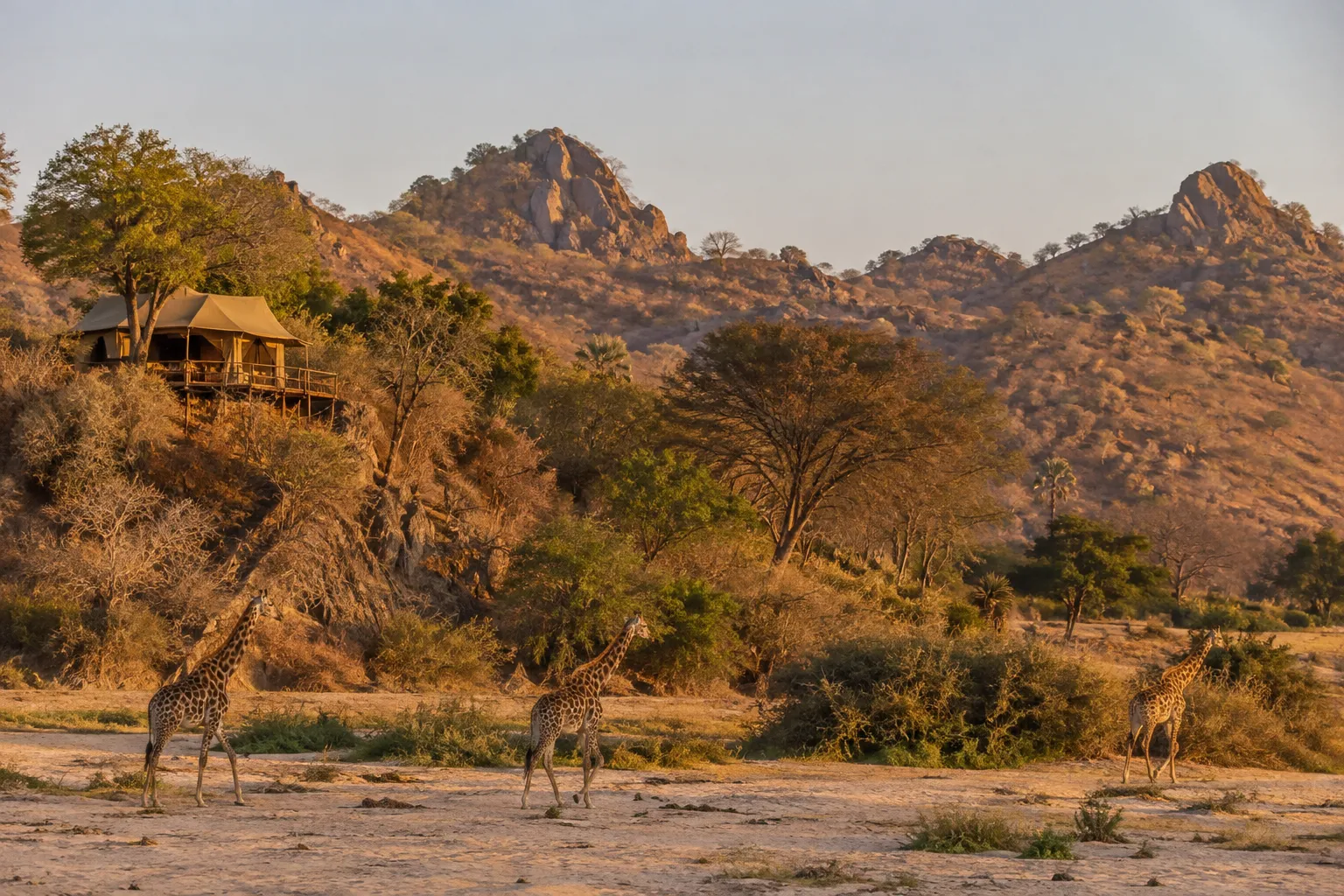Safarikamp en giraffen in Ruaha