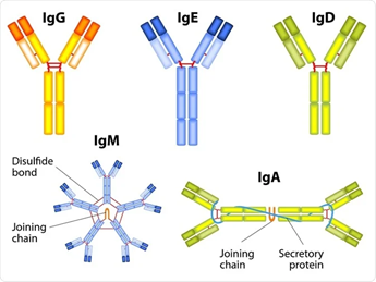 immunoglobulins