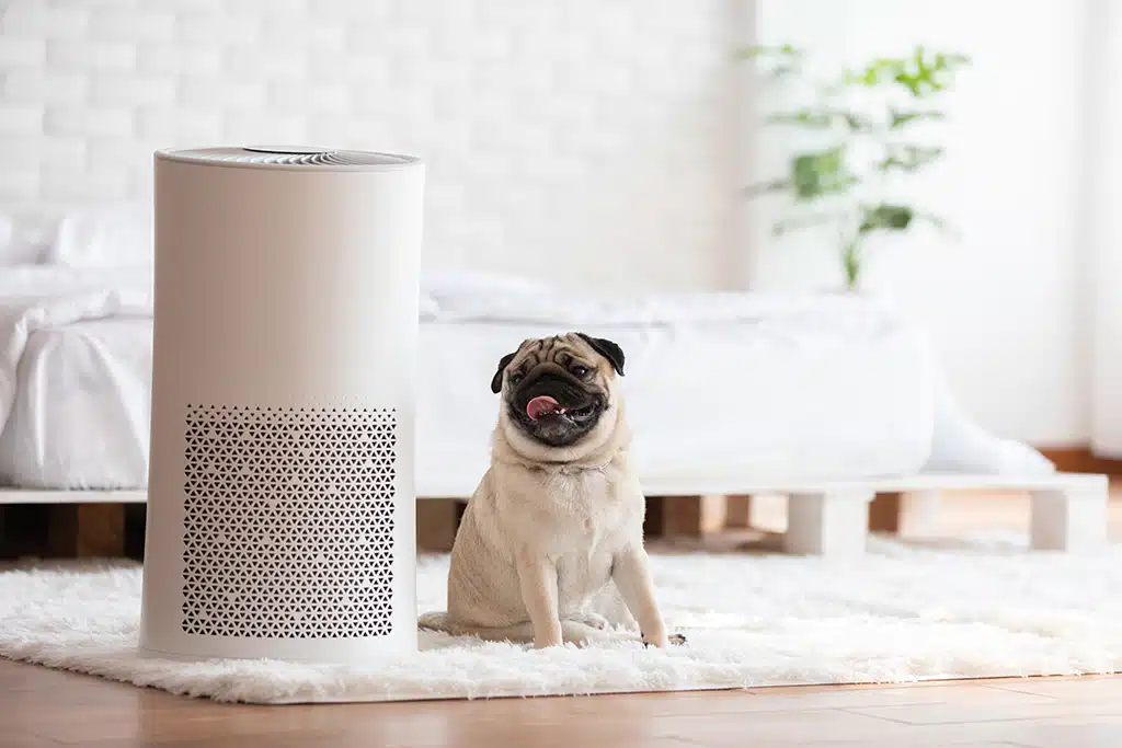 Pug dog sitting beside a white air purifier.