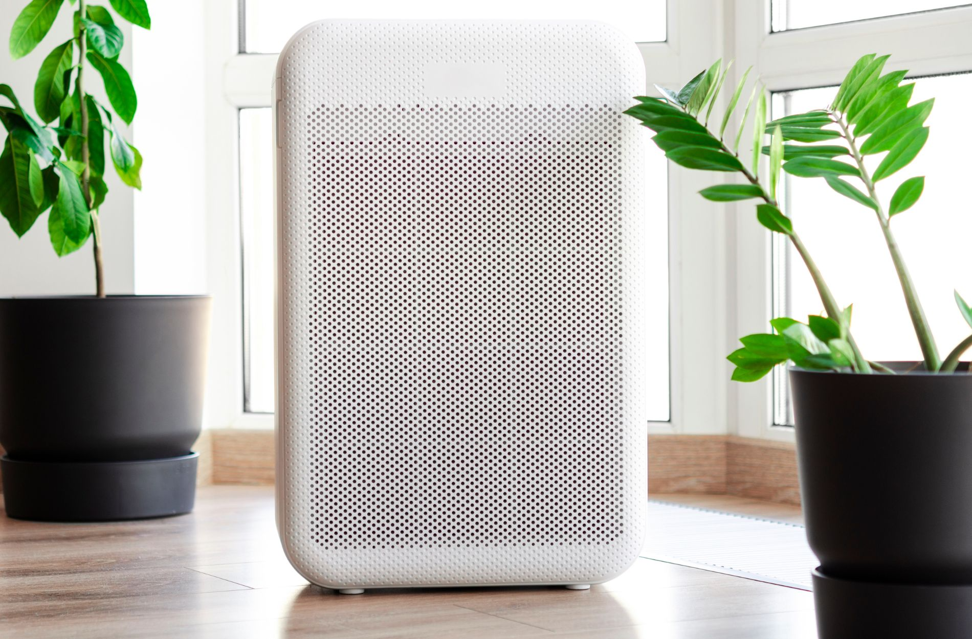 White air purifier between two plants.