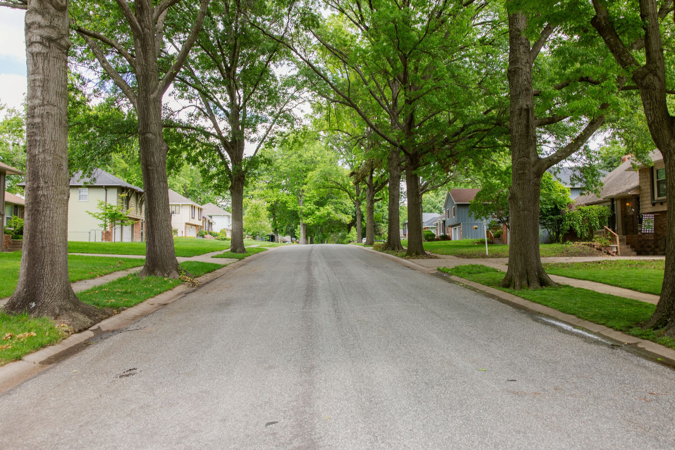 Leafy trees line a residential street.