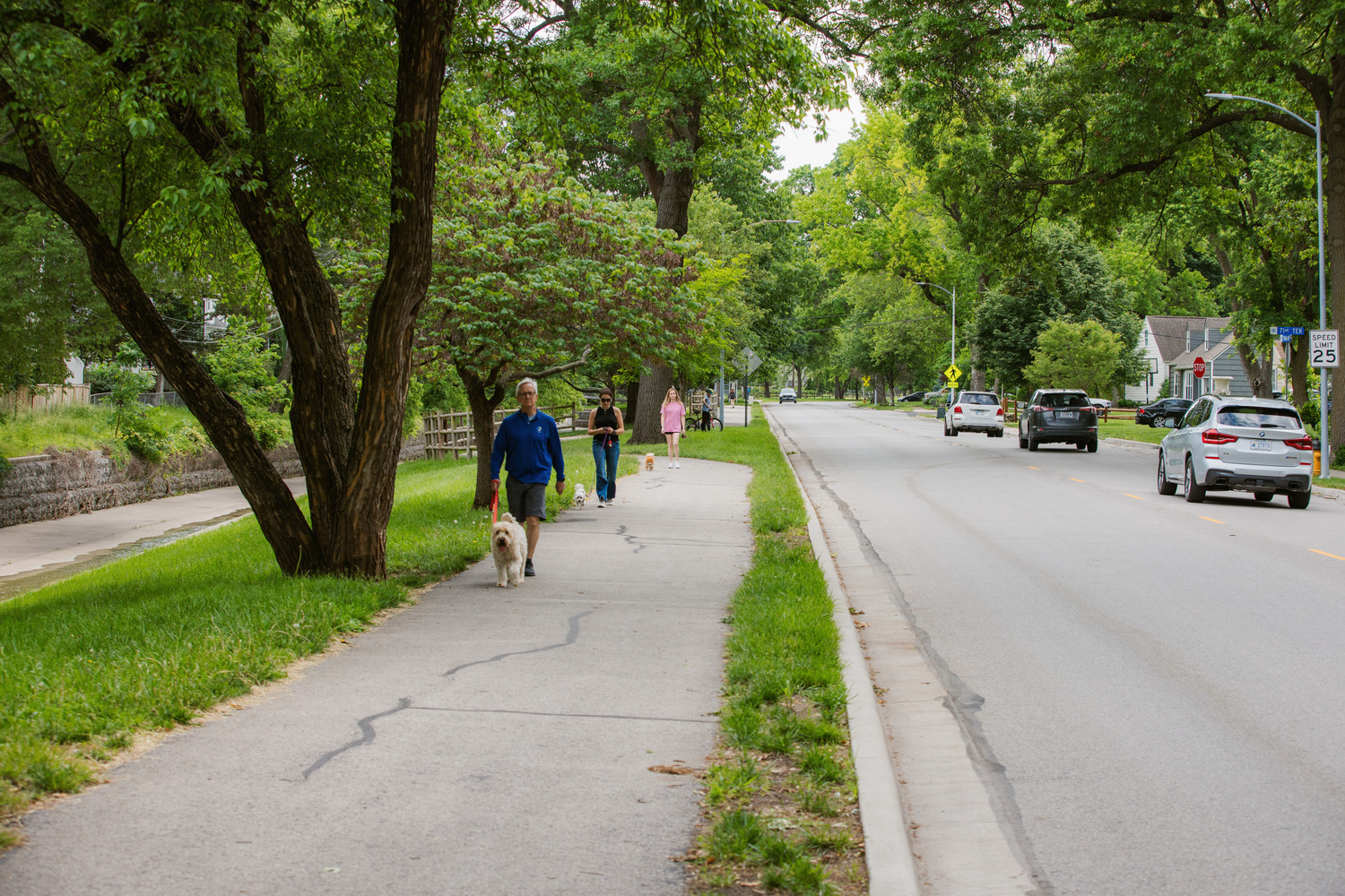 Residents walk their dogs down a suburban, tree-lined sidewalk. 