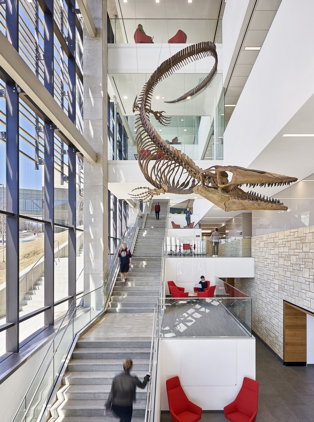 Image of the interior central circulation connecting three levels with a prominent A 45-foot-long mosasaur fossil hanging from the Slawson Hall atrium.