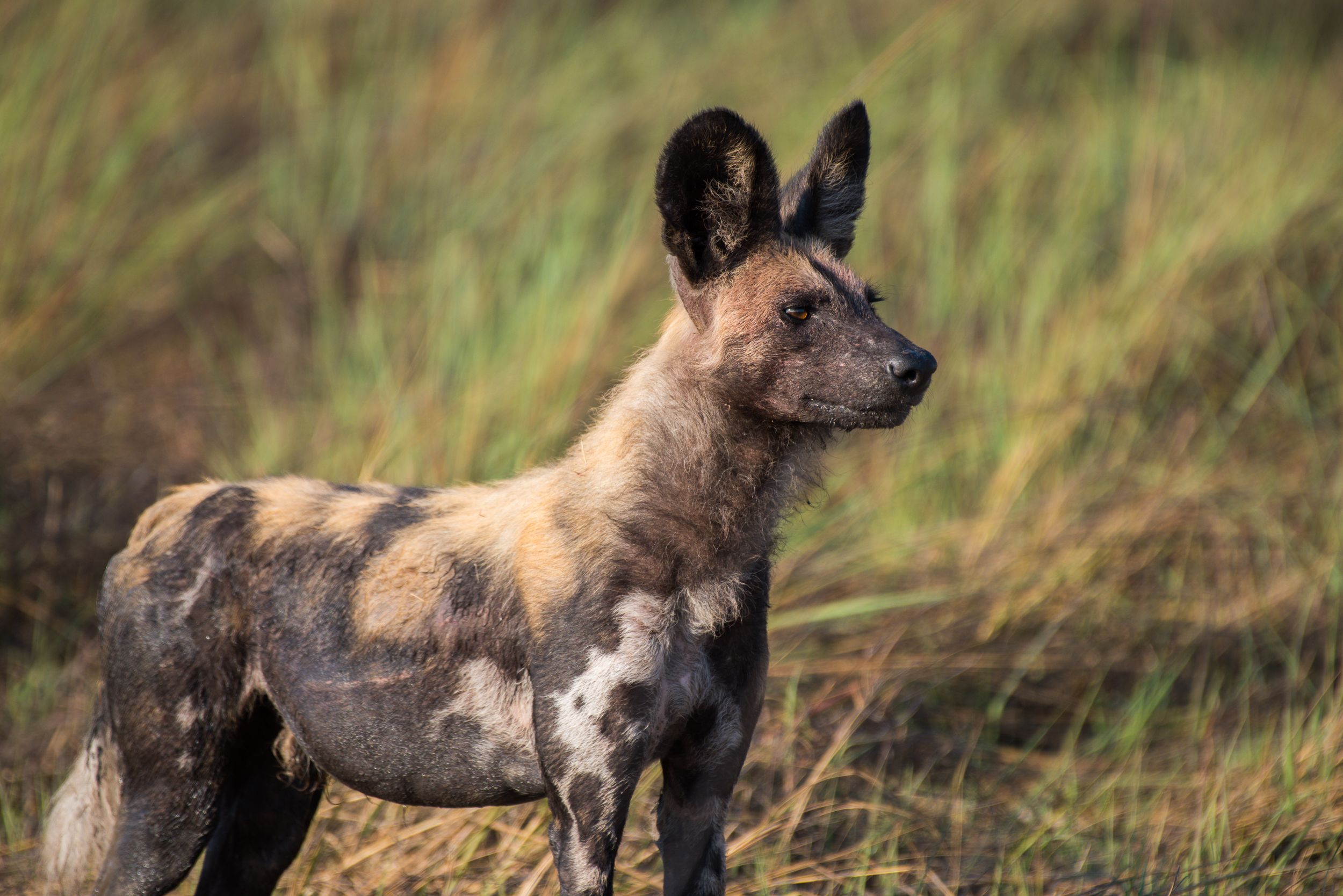 A wild dog seen on safari