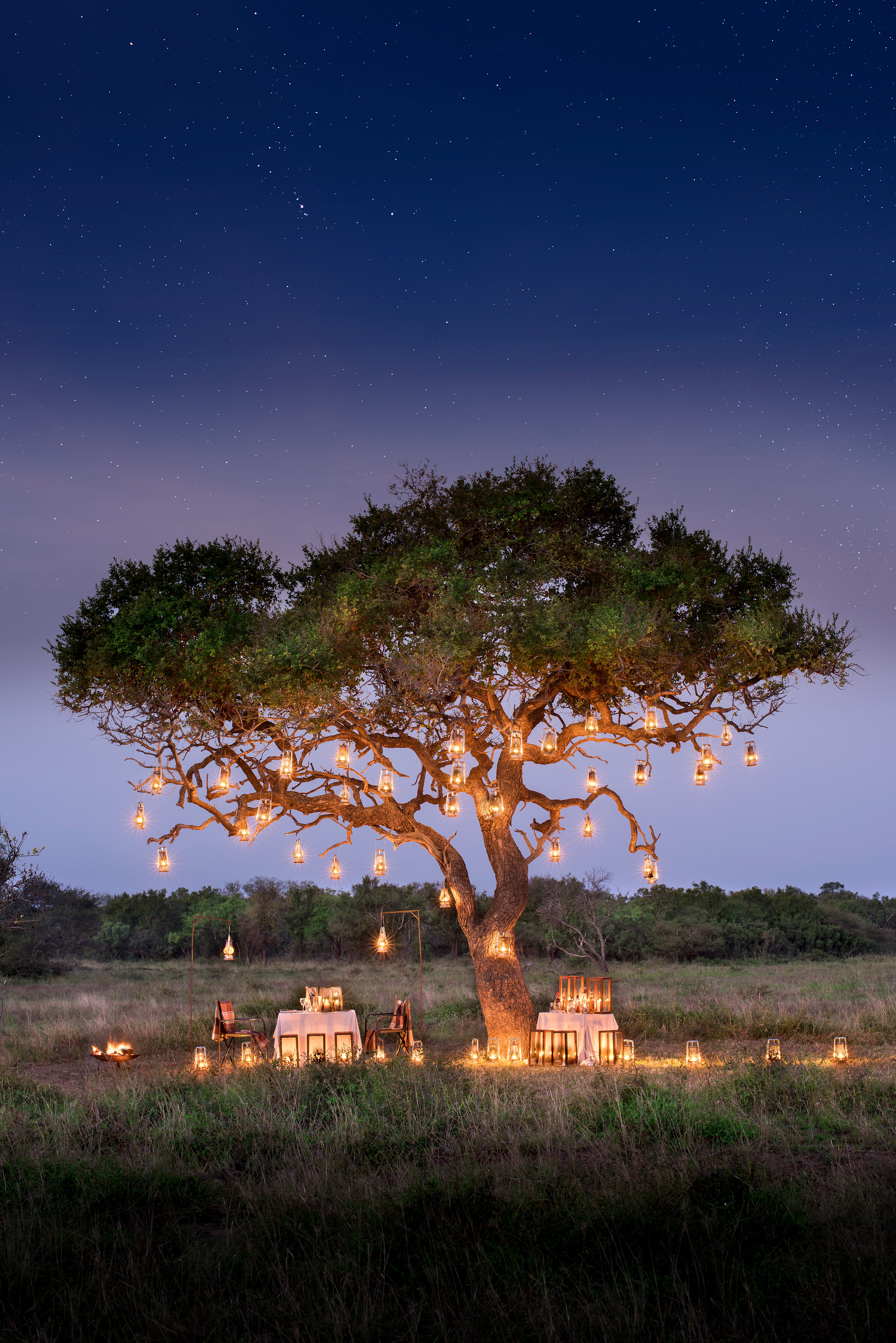 A candelight dinner under a tree in South Africa