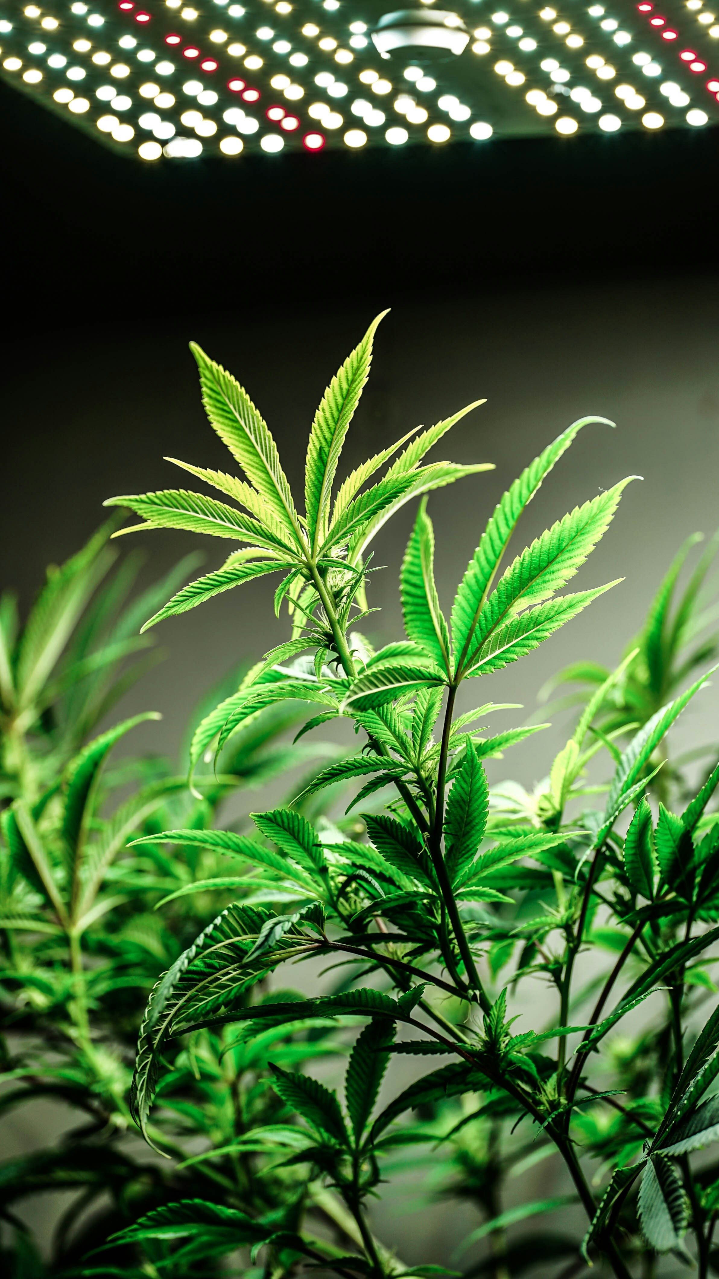 Cannabis under led.