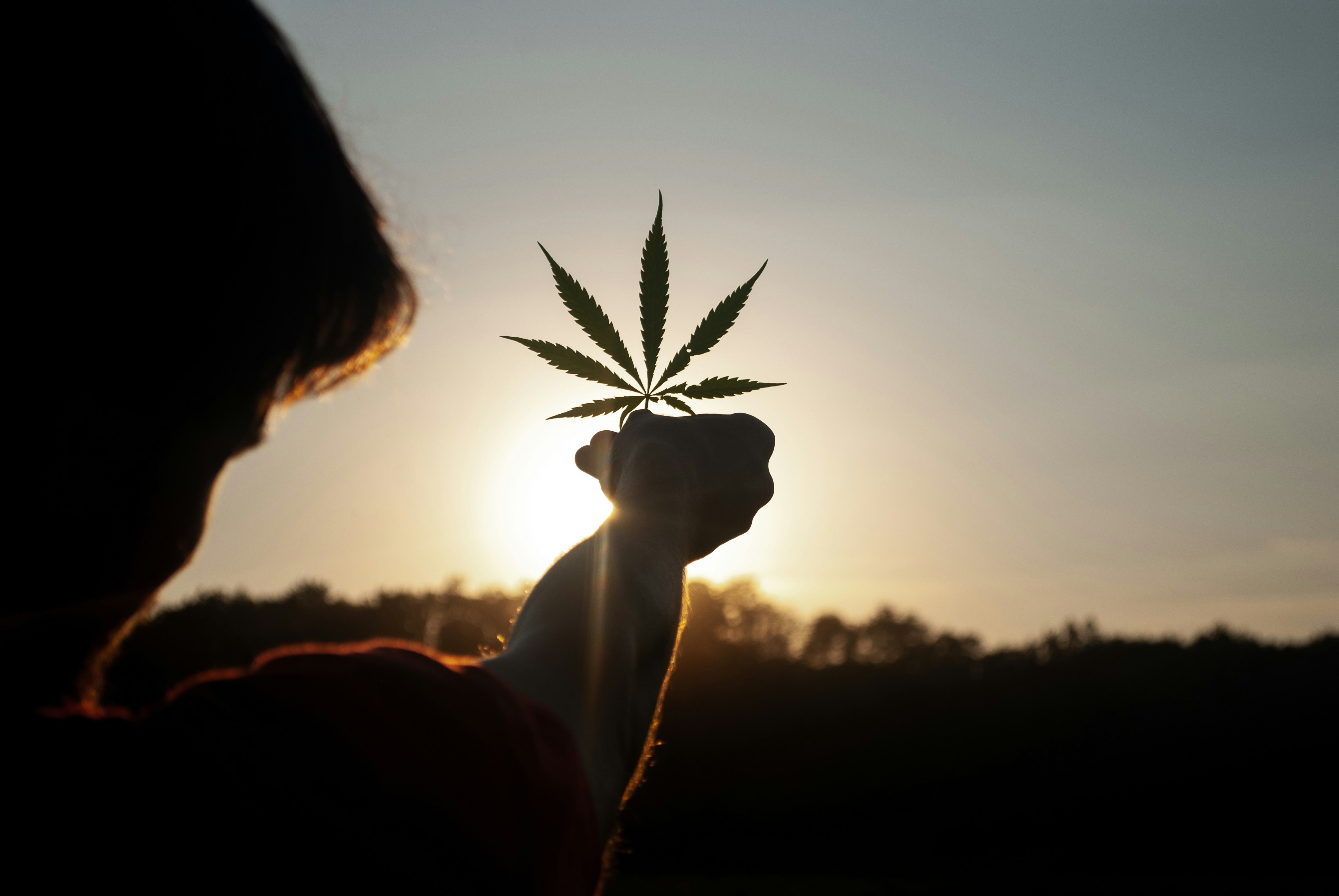 Holding a cannabis leaf against the sunny sky.