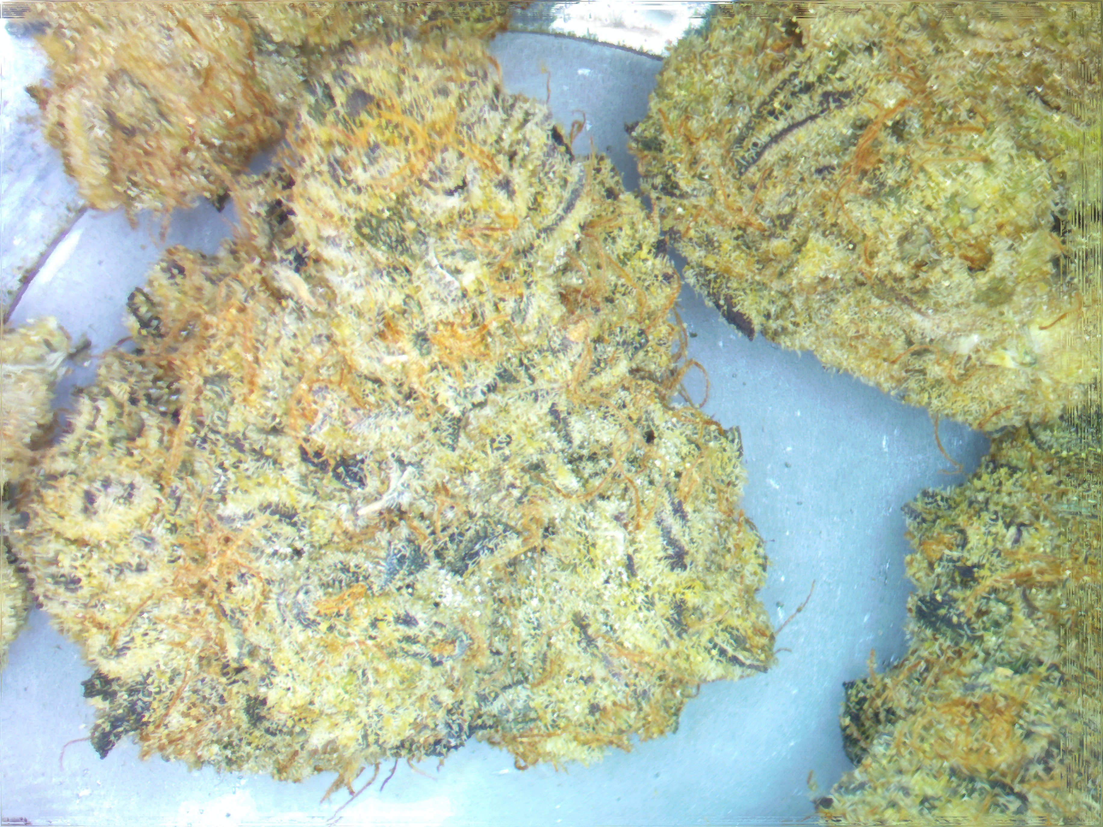 cannabis bud black rain
