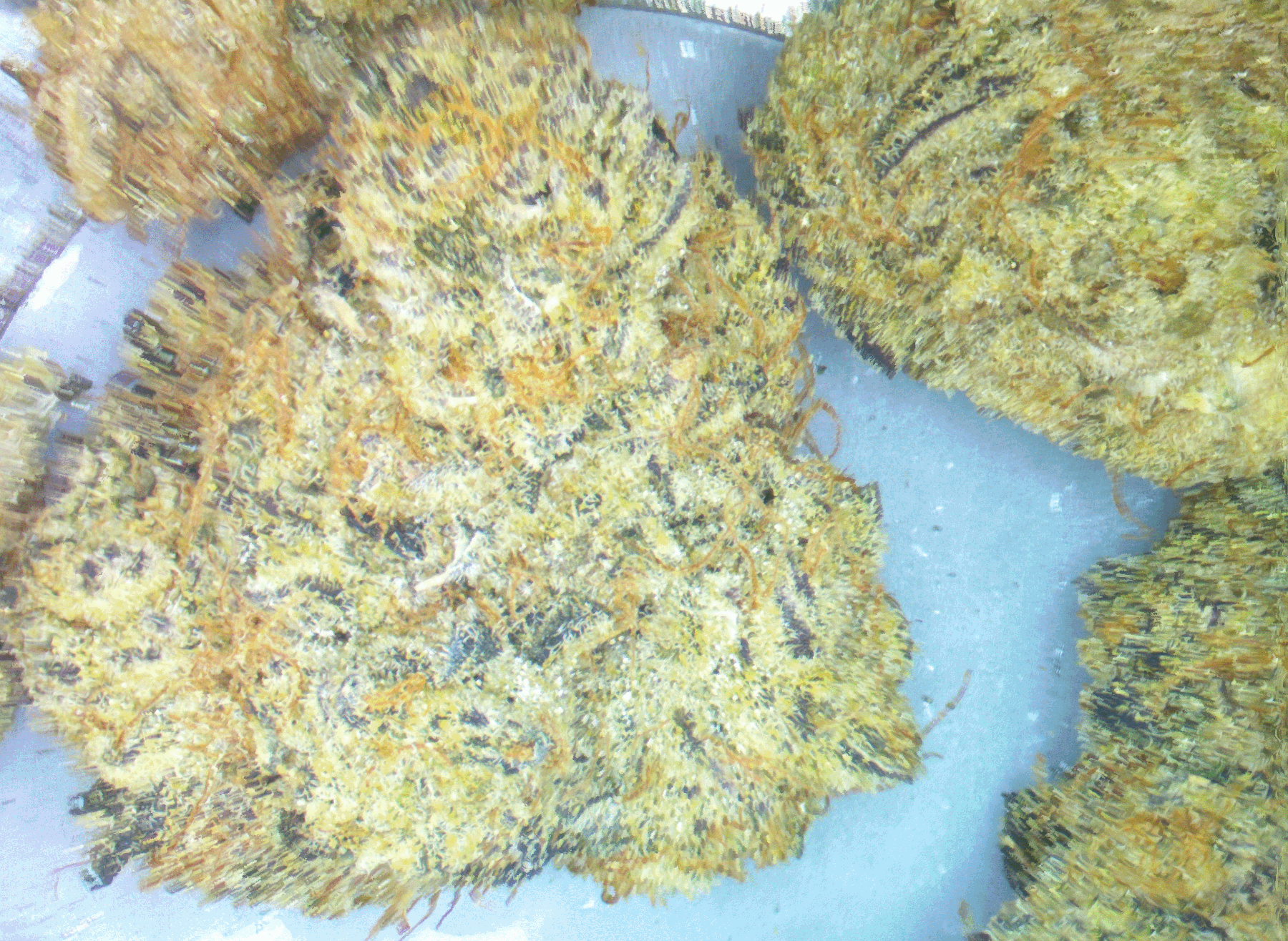 black rain bud 3d