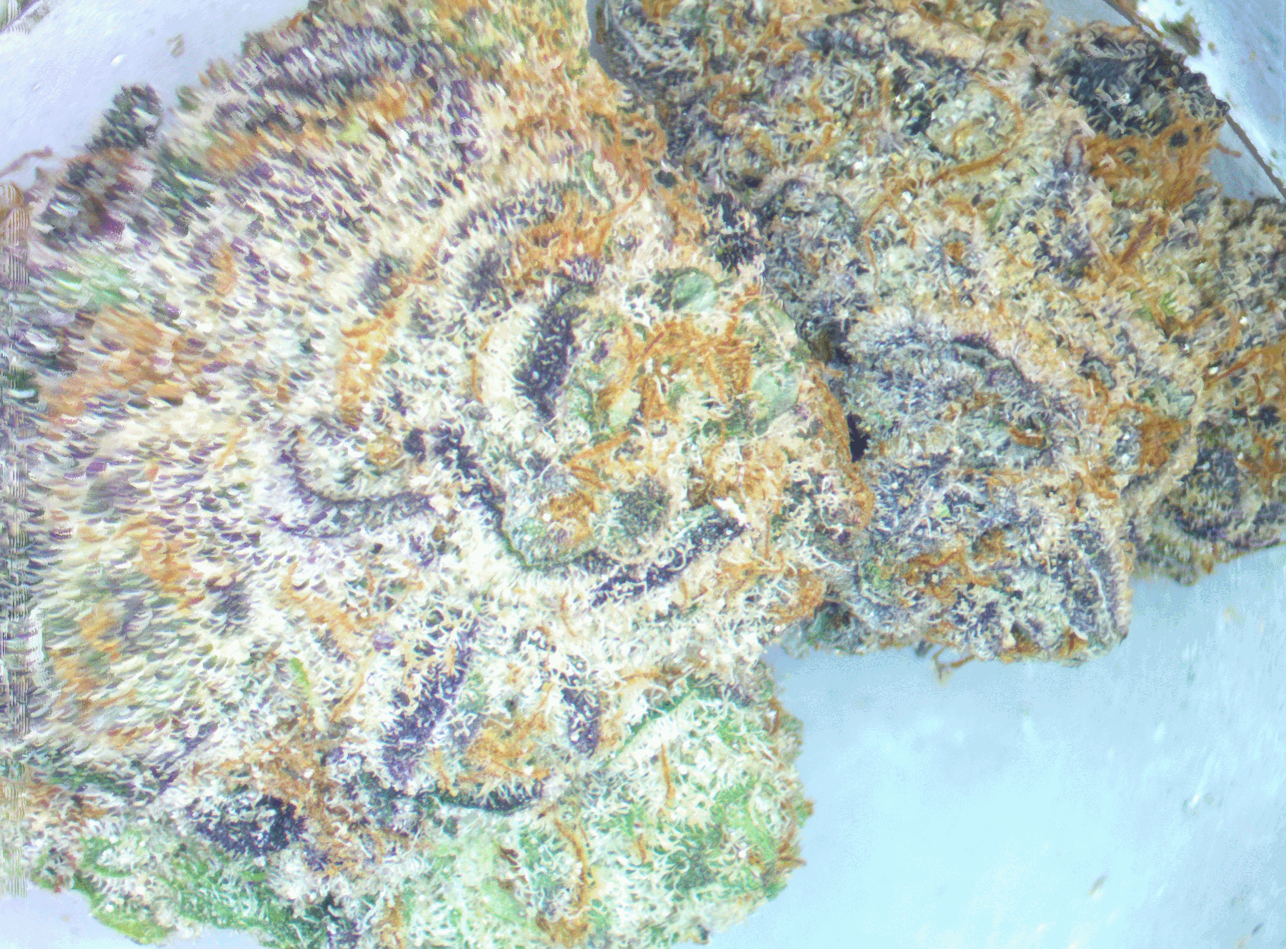 candy crusher bud