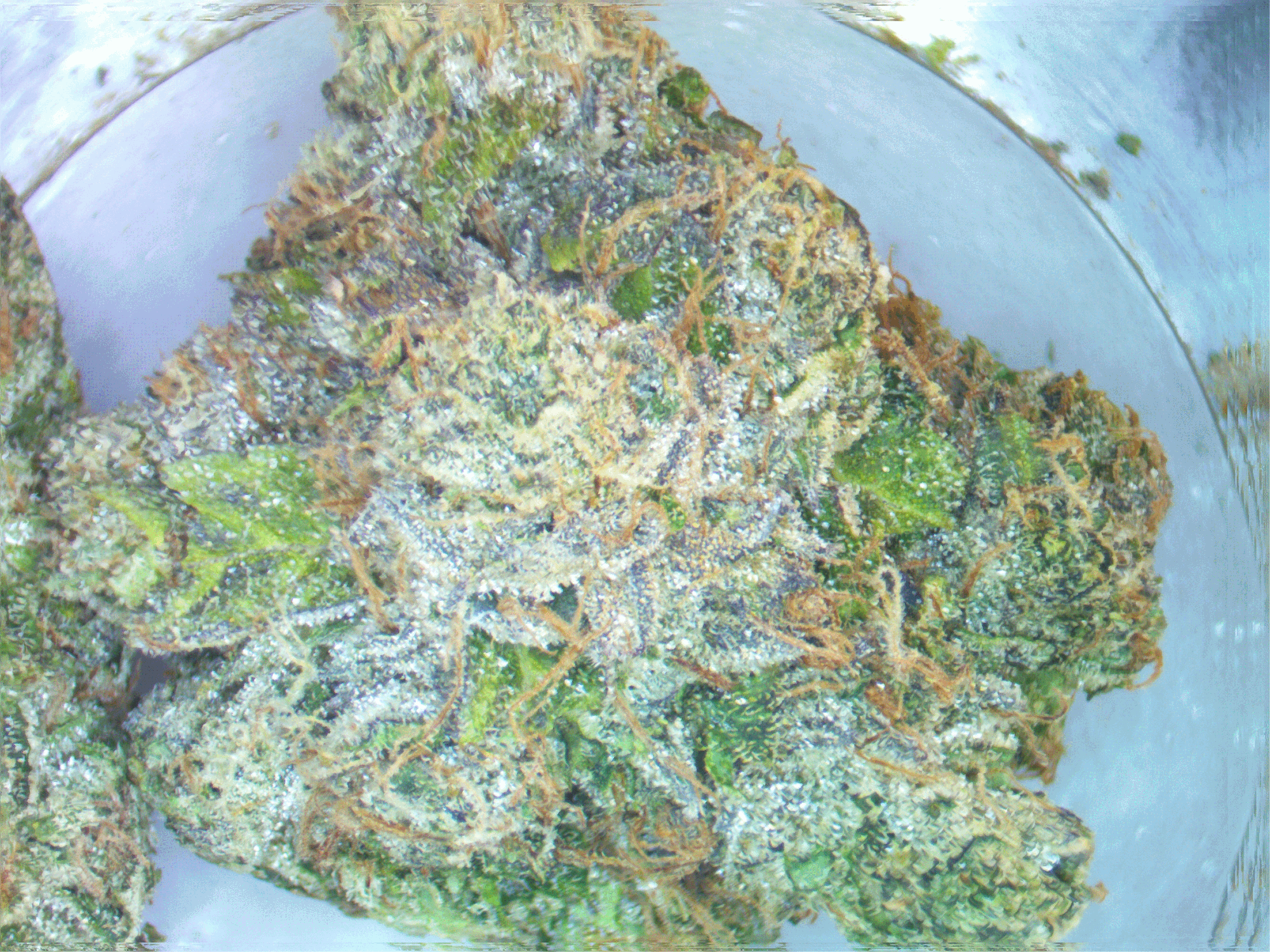cannabis bud jelly breath
